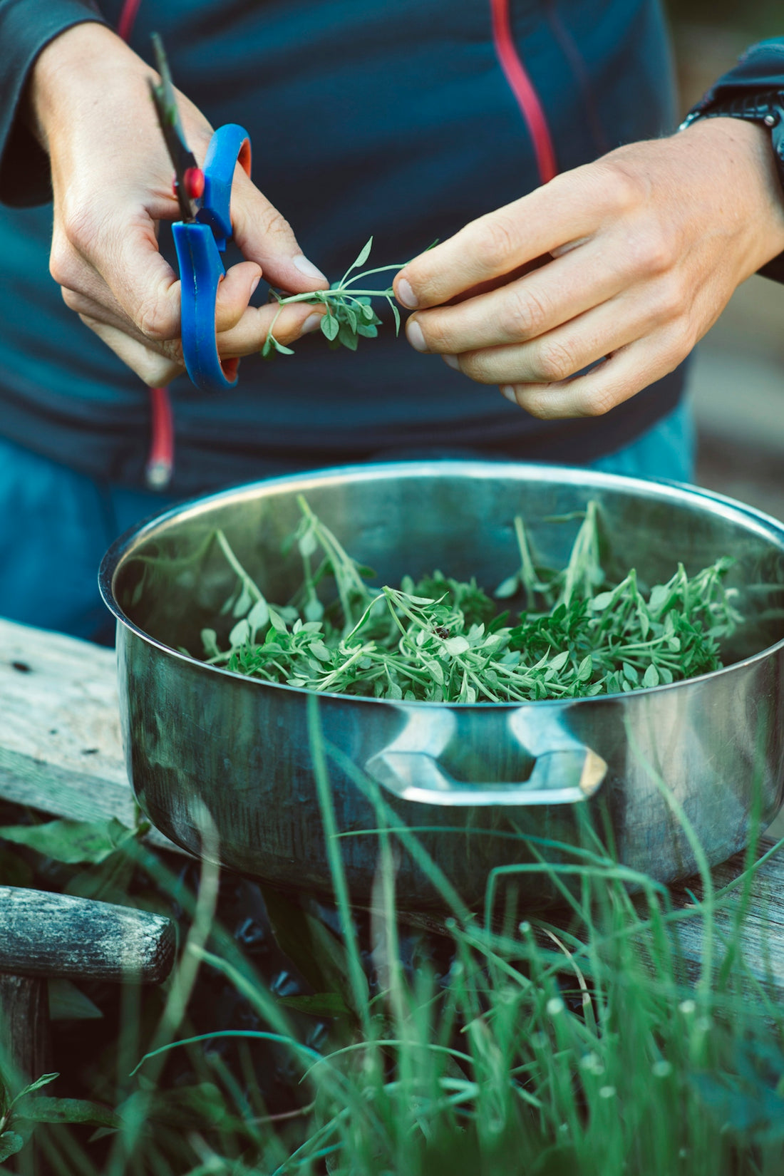 person holding blue and red scissors cutting green leaves