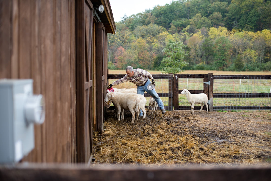 woman in gray jacket standing beside white sheep during daytime