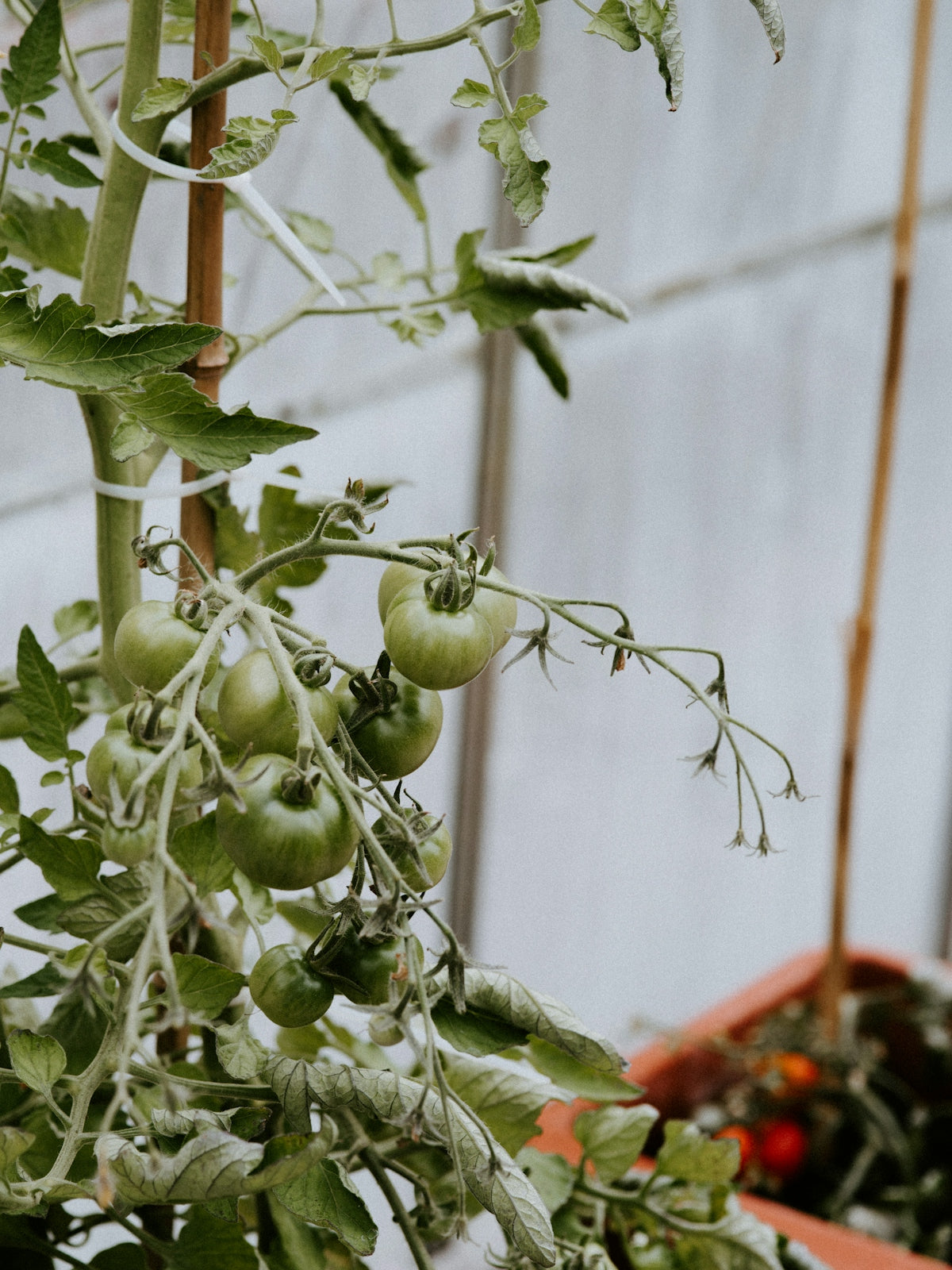 green round fruit on tree branch