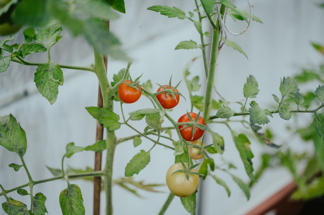 a group of tomatoes growing on a vine