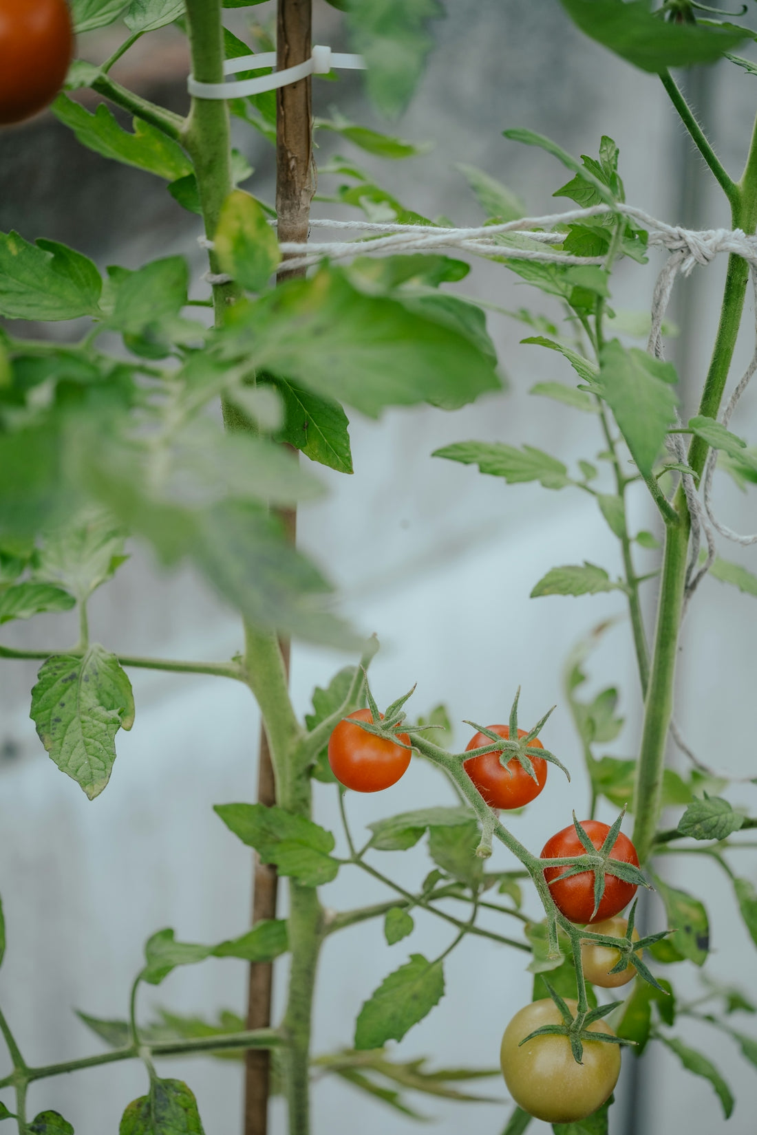 a group of tomatoes growing on a vine