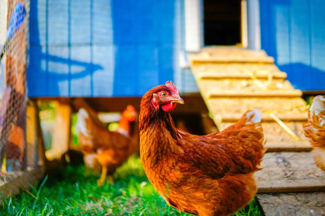 A brown chicken stands in front of a blue coop