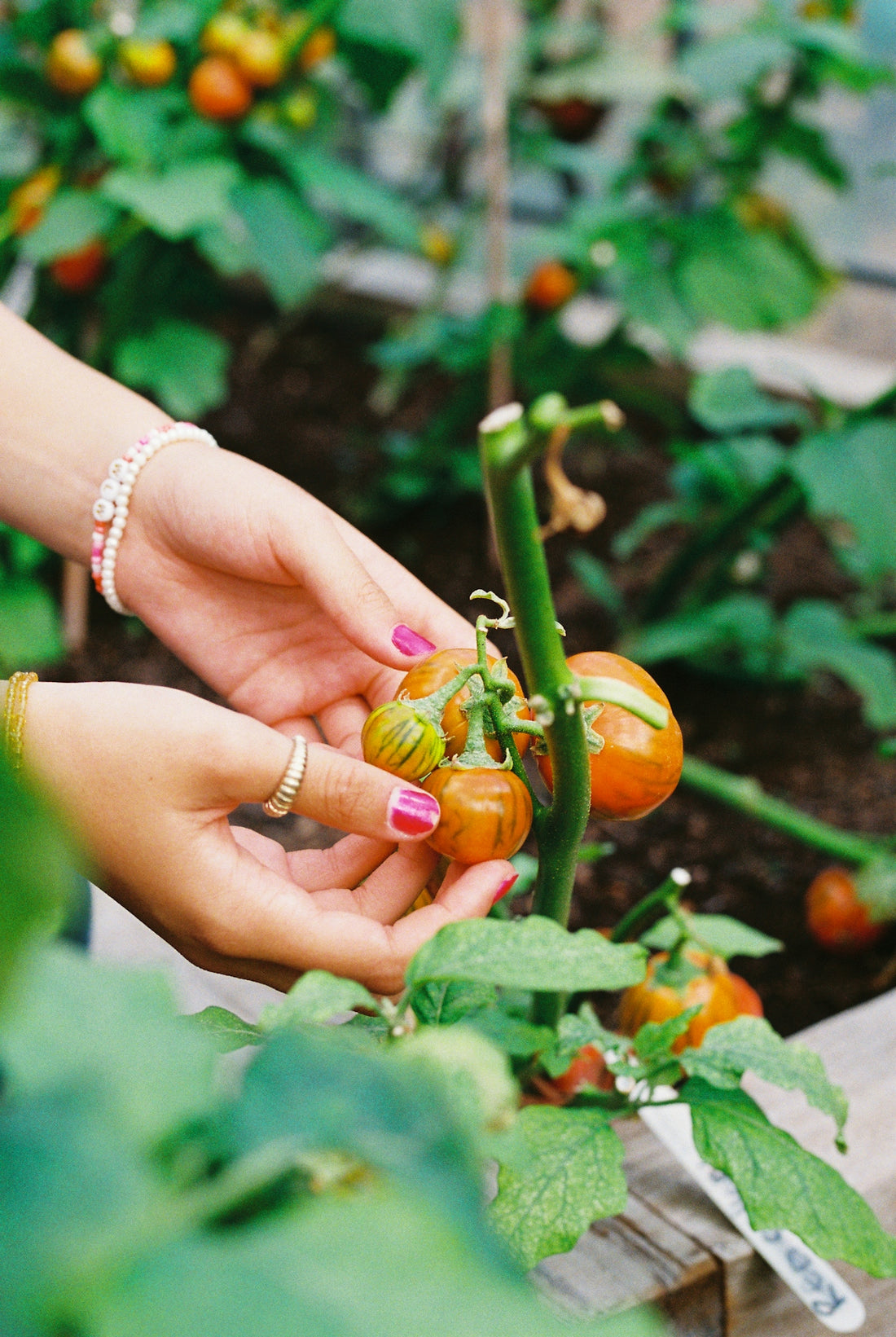 A person with pink nail polish picking small tomatoes from a garden vine