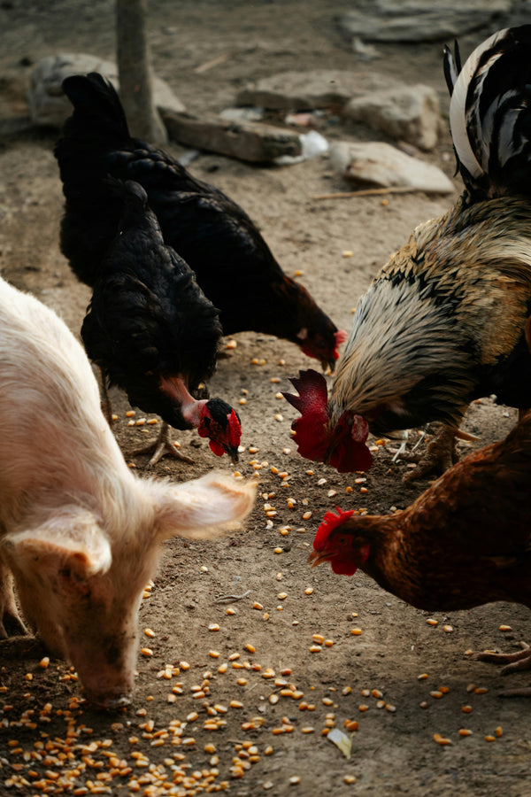 Animal Feed