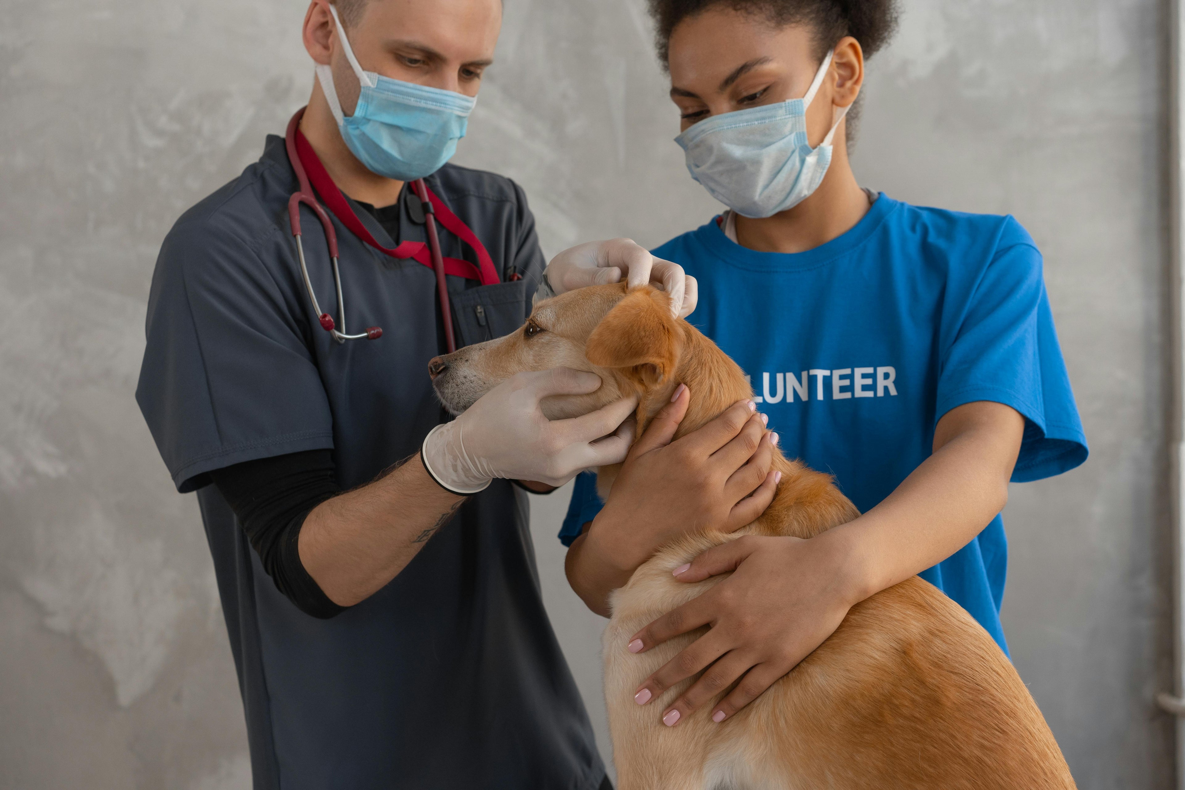 Animal Care