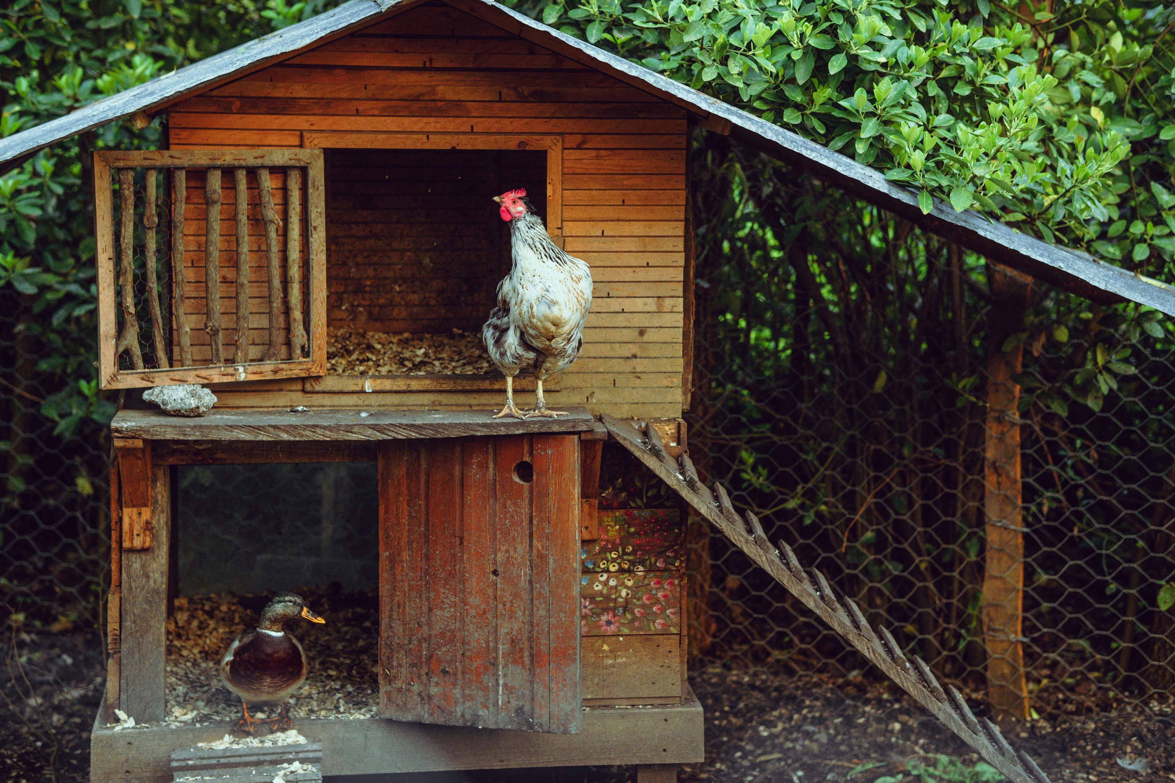 Animal Supplies