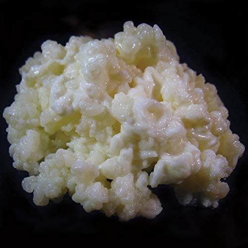 1 TBSP Milk Kefir Grains and eBook "Milk Kefir Unleashed by Thomas Egbert" - Fresh Live Active Probiotic Starter Cultures - Fusion Teas