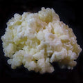 1 TBSP Milk Kefir Grains and eBook "Milk Kefir Unleashed by Thomas Egbert" - Fresh Live Active Probiotic Starter Cultures - Fusion Teas