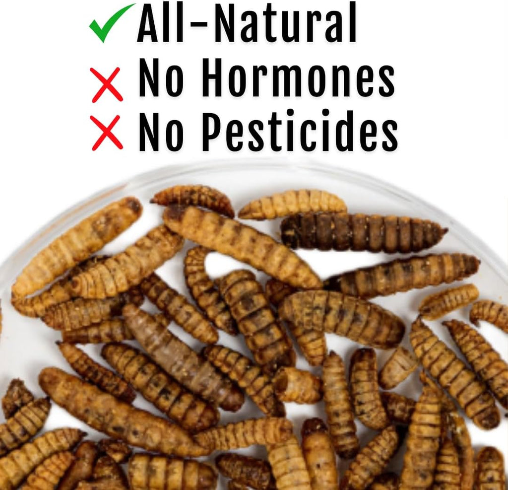 Buff Clucks Healthy Chickens Bundle - Herb Supplements for Backyard Chickens and Grub Fuel Black Soldier Fly Larvae - Nutrient Packed Chicken Treats, Poultry Feed
