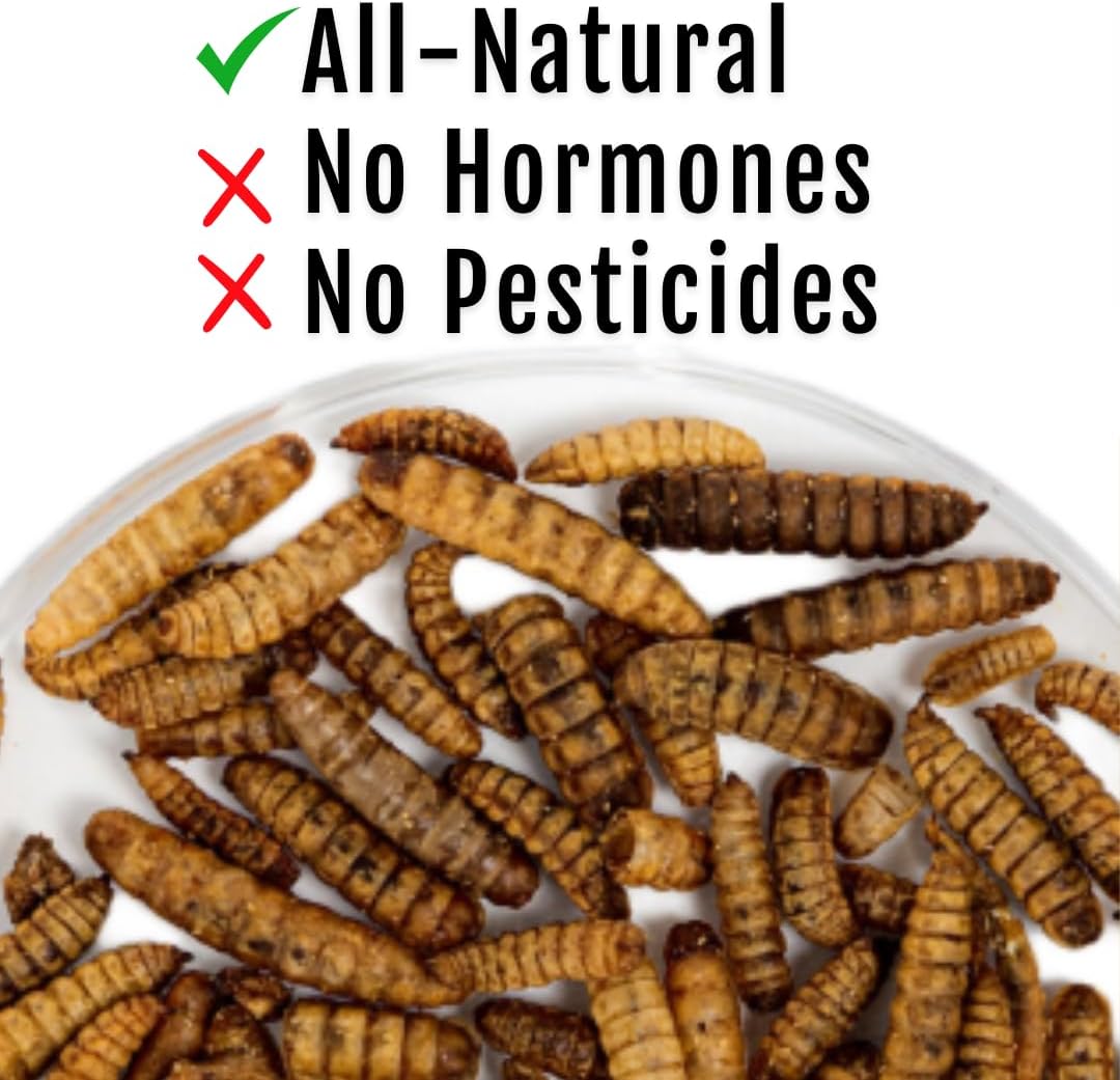 Buff Clucks Healthy Chickens Bundle - Herb Supplements for Backyard Chickens and Grub Fuel Black Soldier Fly Larvae - Nutrient Packed Chicken Treats, Poultry Feed