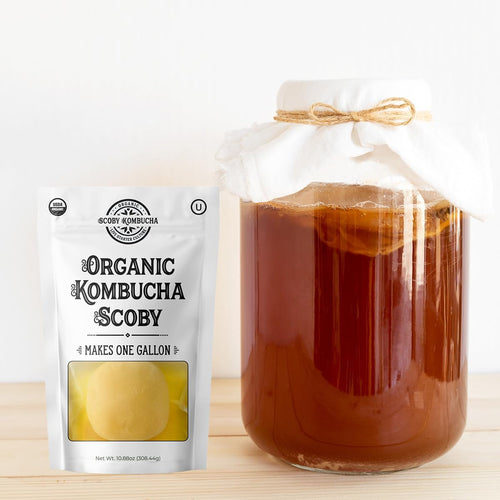 1 X Organic Kombucha Scoby - Live Culture by Scoby Kombucha