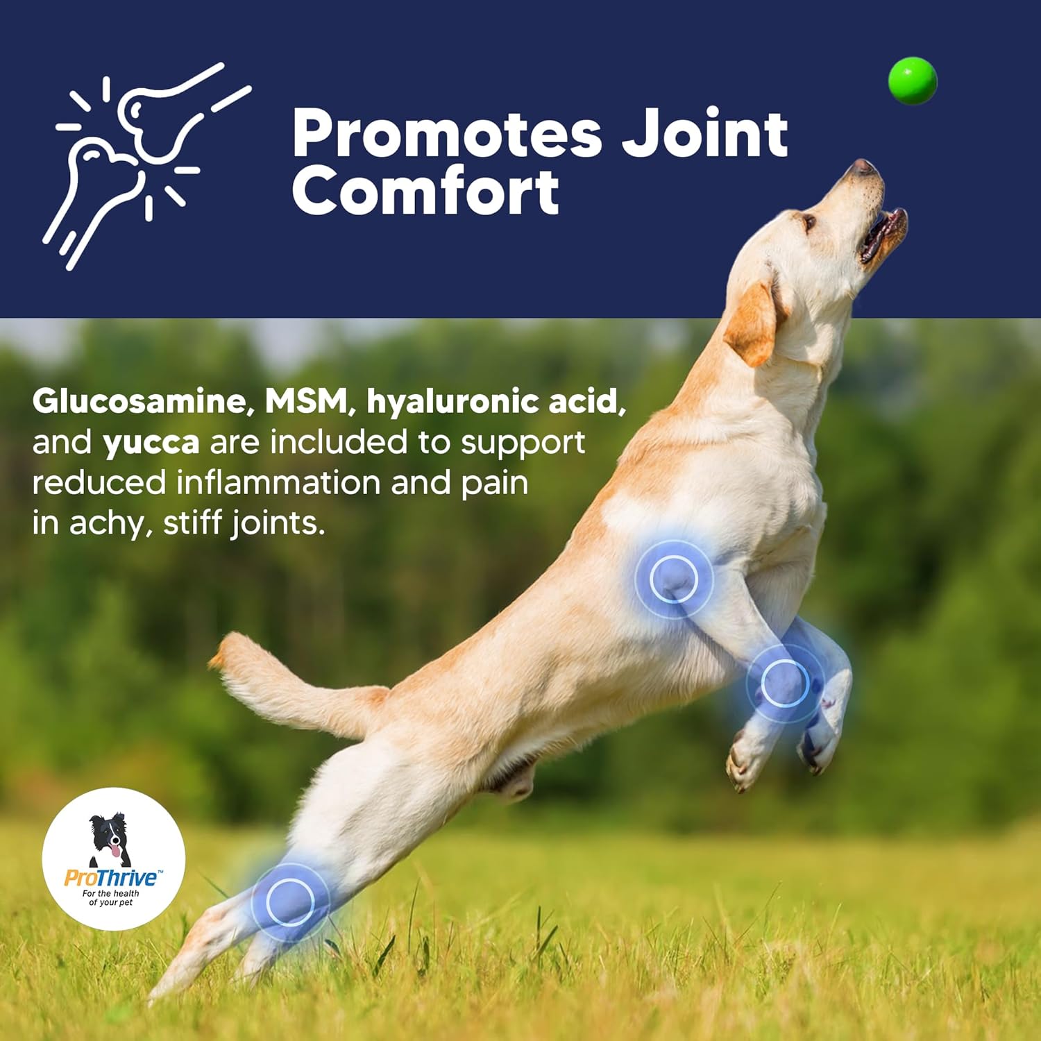 ProThrive Senior Dog Digestive & Joint Supplement - Supports Healthy Digestion, Immune System, and Joint Comfort for Aging Dogs, Advanced Relief - 12 Oz