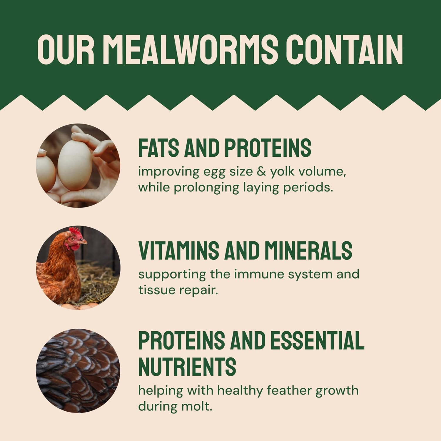 Hatortempt 10lb Dried Mealworms and 10lb Black Soldier Fly Larvae Bundle - High-Protein, High-Calcium Treat Duo for Chickens (2-Pack)