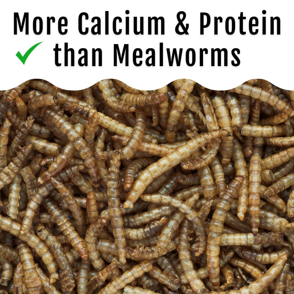 Buff Clucks Grub Fuel Black Soldier Fly Larvae for Chickens - Nutrient Packed BSFL, Sustainably Sourced Snack for Poultry, Rich in Protein, Calcium, Fiber, Essential Fatty Acids, USA Grown (5LB)