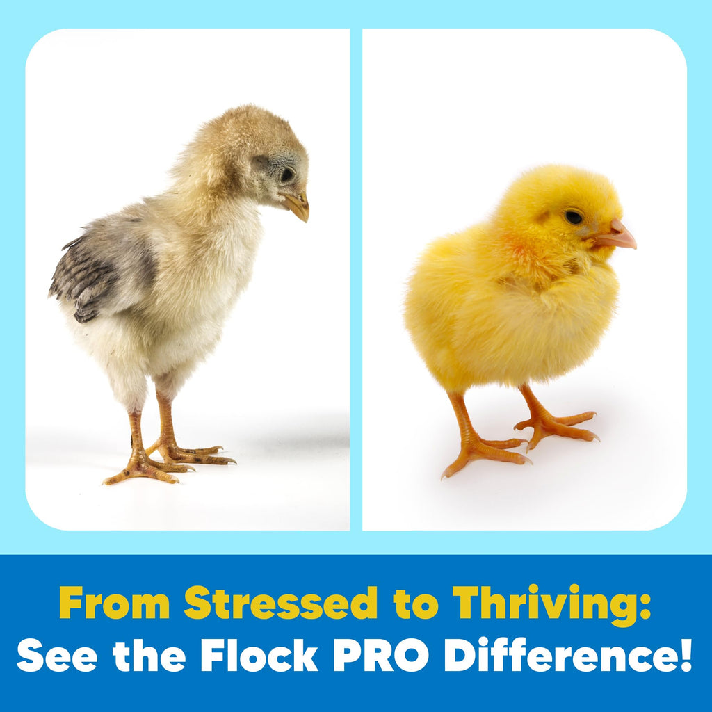 Equerry's Flock PRO Chick Boost Probiotic - Probiotics, Vitamins, Minerals and Electrolytes for Chickens | Chicken Vitamins and Supplements for All Poultry - 8oz