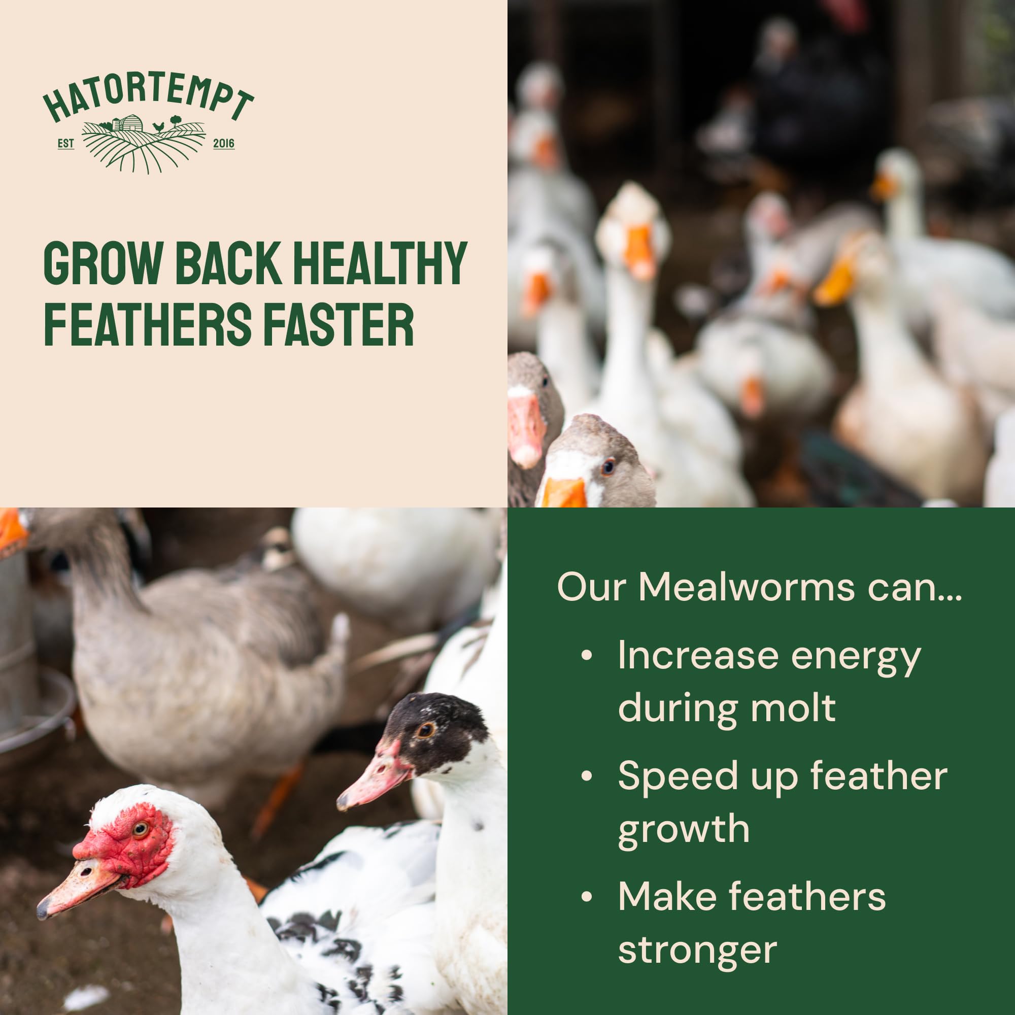 Hatortempt Bulk Dried Mealworms - 10 Lb Bag - Dried Mealworms for Chickens, Ducks & Wild Birds - High-Protein Chicken Feed & Bird Food