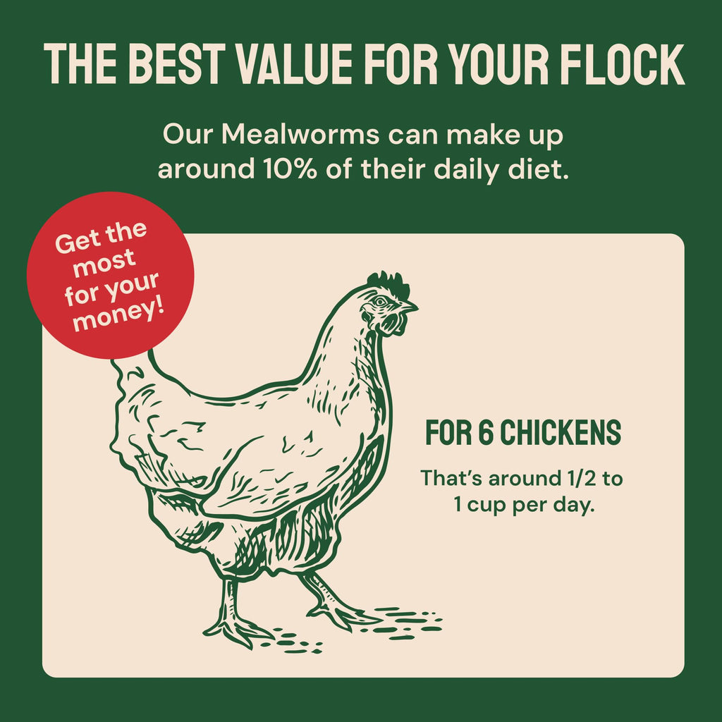 Hatortempt Bulk Dried Mealworms - 10 Lb Bag - Dried Mealworms for Chickens, Ducks & Wild Birds - High-Protein Chicken Feed & Bird Food