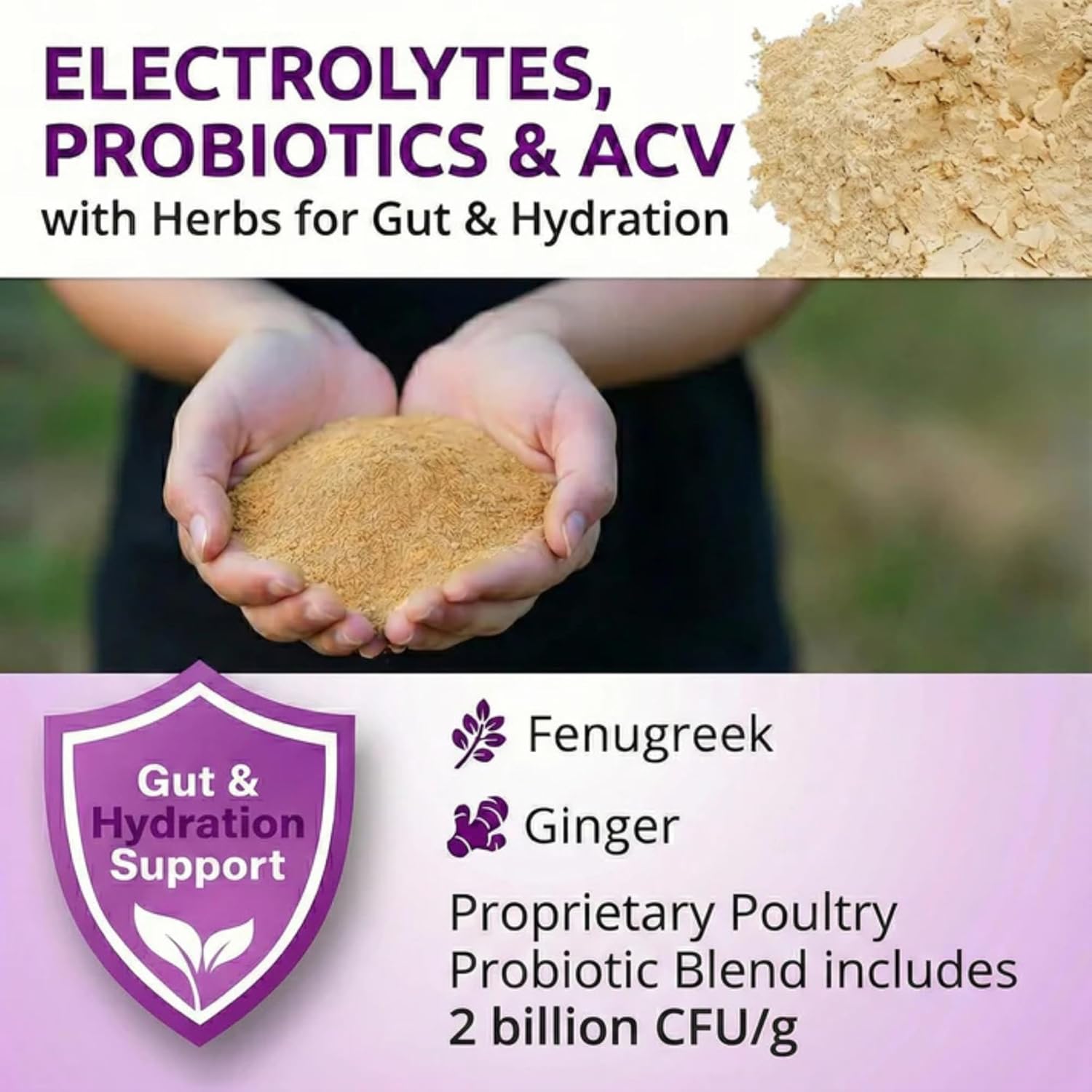 Buff Clucks AquaBoost Probiotic + Electrolyte Powder for Chickens – Natural Hydration & Gut Support Supplemnet for Daily Wellness & Egg Production - Safe for All Flocks & Ages - USA (8 oz)