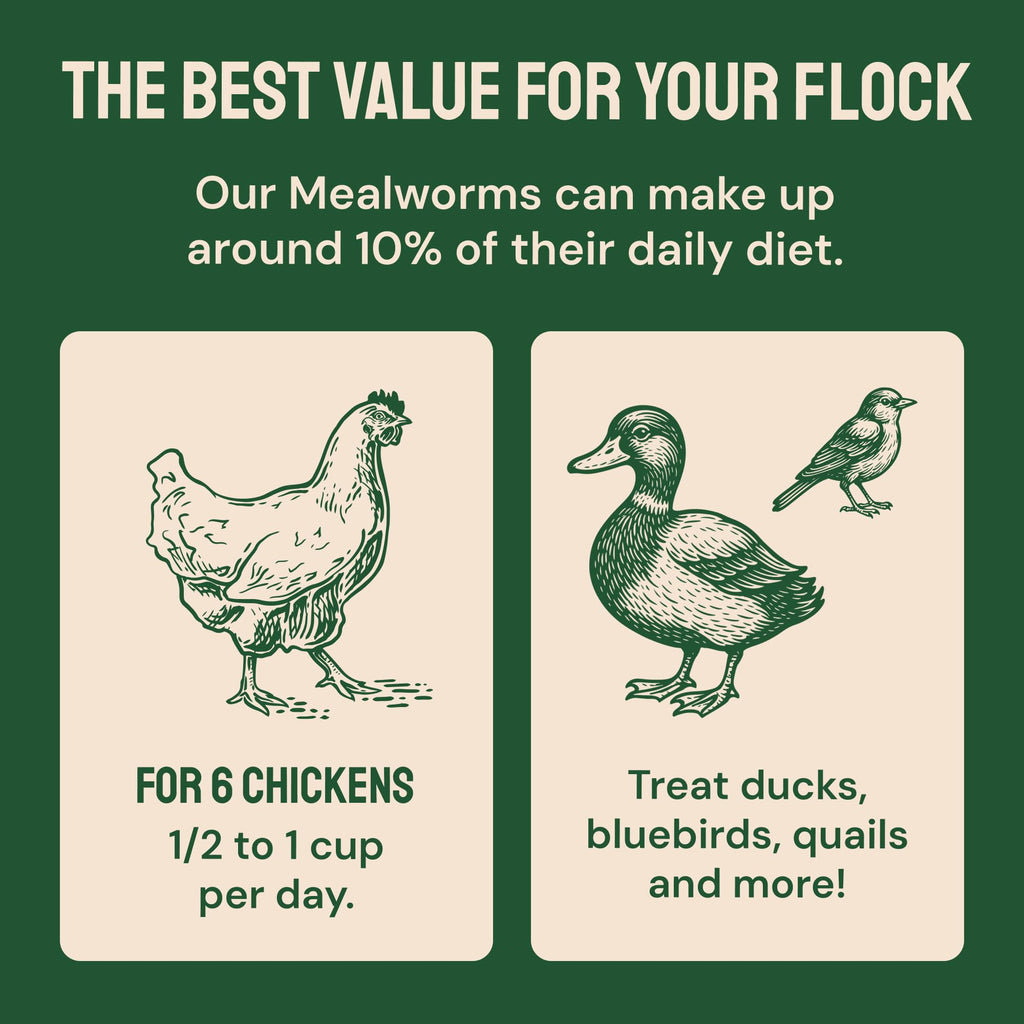 Hatortempt Bulk Dried Mealworms - 10 Lb Bag - Dried Mealworms for Chickens, Ducks & Wild Birds - High-Protein Chicken Feed & Bird Food