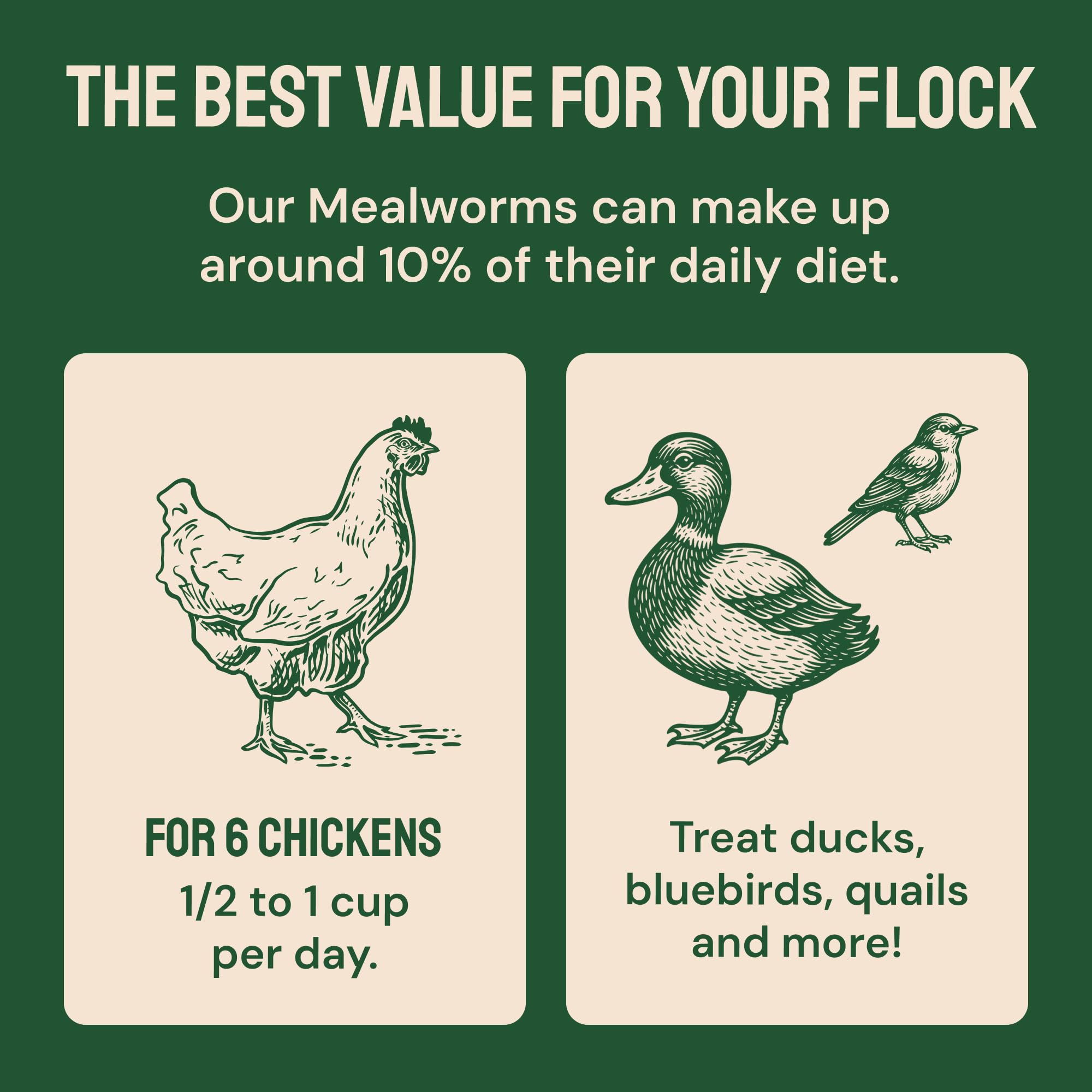 Hatortempt Bulk Dried Mealworms - 10 Lb Bag - Dried Mealworms for Chickens, Ducks & Wild Birds - High-Protein Chicken Feed & Bird Food