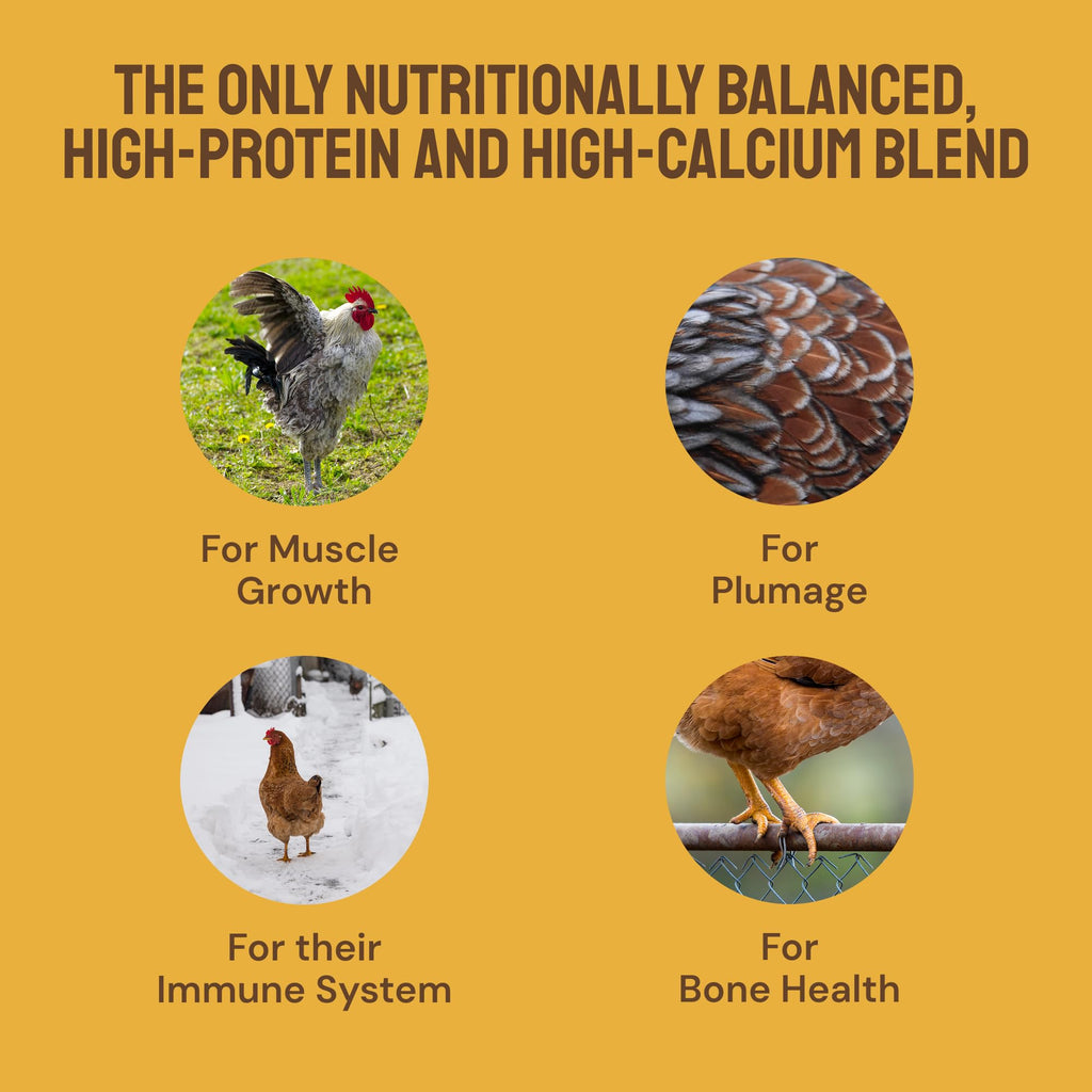 Hatortempt Grubs & Grits Chicken Feed Supplement - 5lb - with Chicken Grit, Mealworms, Black Fly Larvae and Oyster Shells - 21% Protein and 15% Calcium