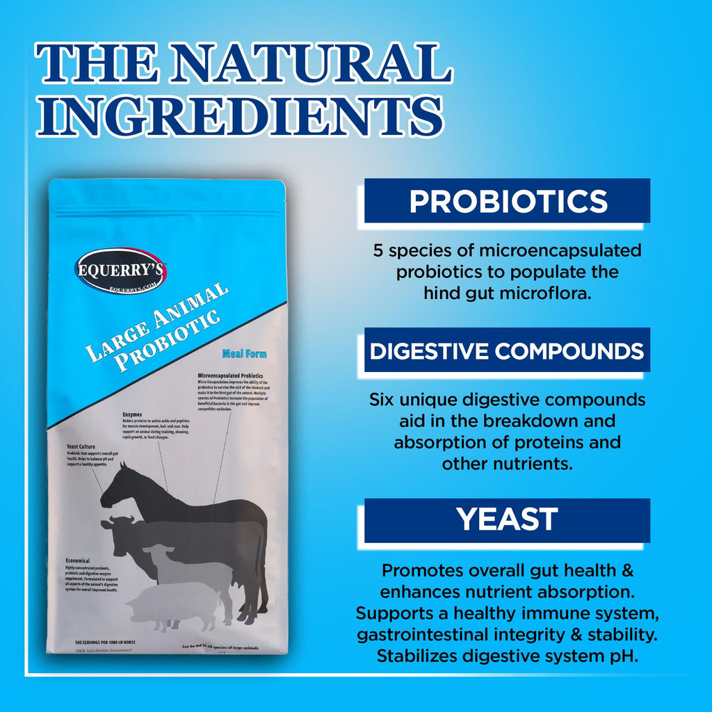 Equerry's Large Animal Probiotic | Supplements for Gut Health and Nutrient Absorption | Probiotics and Digestive enzymes for Horses, Cows, Goats, Sheep, Pigs, 160 Feedings (20lbs) for 1000 lb Animal
