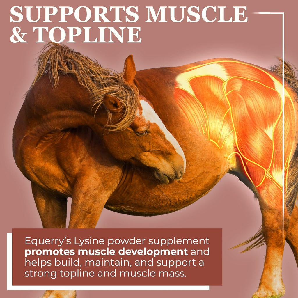 Equerry's Lysine Supplement for Horses | Lysine Powder Supplement for Muscle Support and Immune Health | Balances Forage-Based Diets | 5Ib Bag