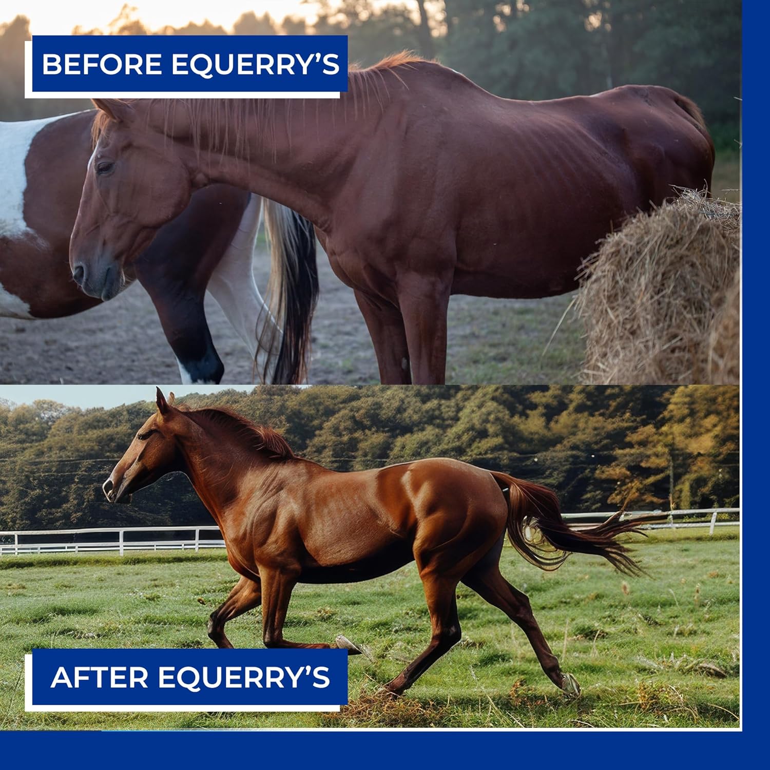 Equerry’s Electro-Probiotic Paste for Horses - 30g | Equine Probiotics & Electrolytes for Stressed Horses | Easy Oral Syringe | Made in USA