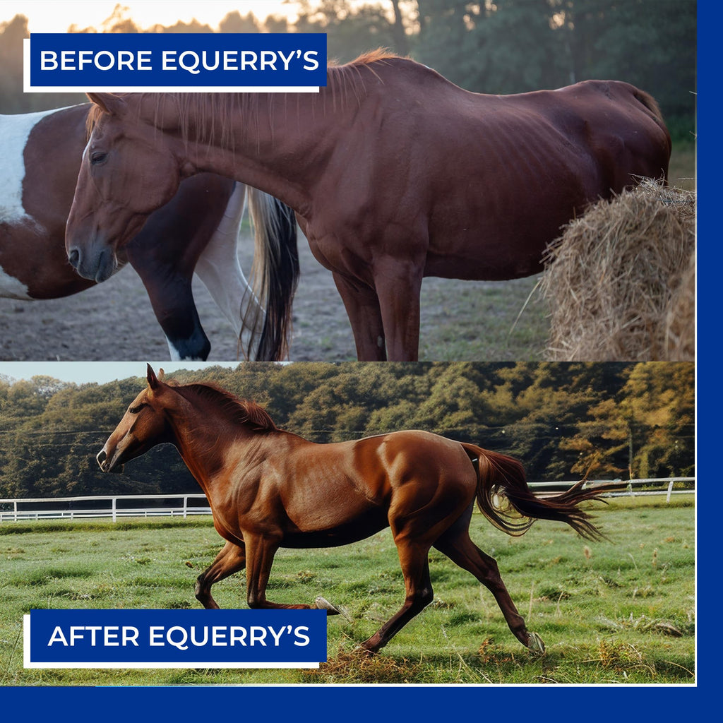 Equerry's Glucosamine Pellets - Joint Support for Horses with Probiotics, Digestive Enzymes, Vitamins, and Minerals - Made in USA - 5lb
