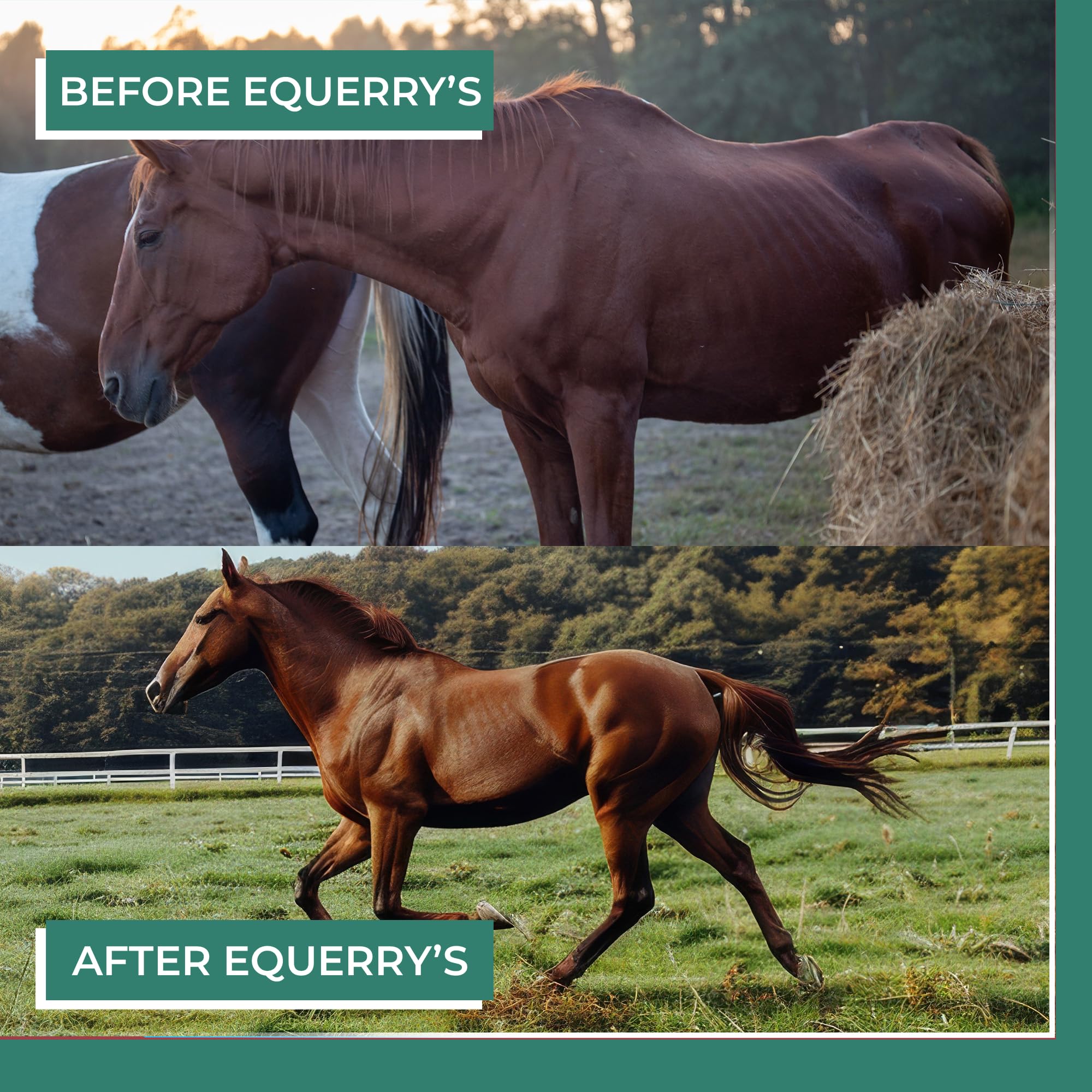 Equerry's Plus Horse Supplement - Enhanced Support with Probiotics for Digestion, Vitamins, and Minerals - Made in USA - 20 lb
