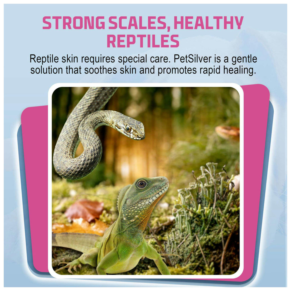 PetSilver Reptile Wound Spray with Chelated Silver – Reptile Wound Care for Snakes, Lizards, Geckos – Burns, Sores, Irritations & Scale Rot Treatment – Non-Toxic & Safe – Made in USA – 2 fl oz