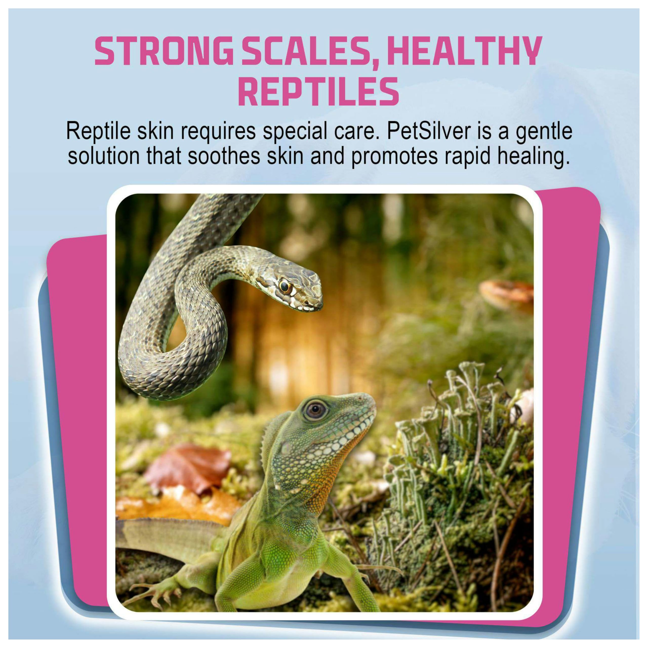 PetSilver Reptile Wound Spray with Chelated Silver – Reptile Wound Care for Snakes, Lizards, Geckos – Burns, Sores, Irritations & Scale Rot Treatment – Non-Toxic & Safe – Made in USA – 2 fl oz
