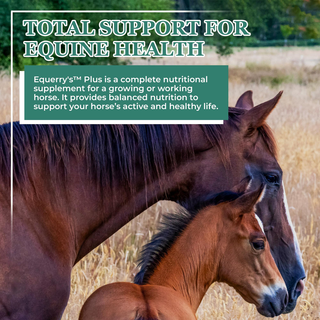 Equerry's Plus Horse Supplement - Enhanced Support with Probiotics for Digestion, Vitamins, and Minerals - Made in USA - 20 lb