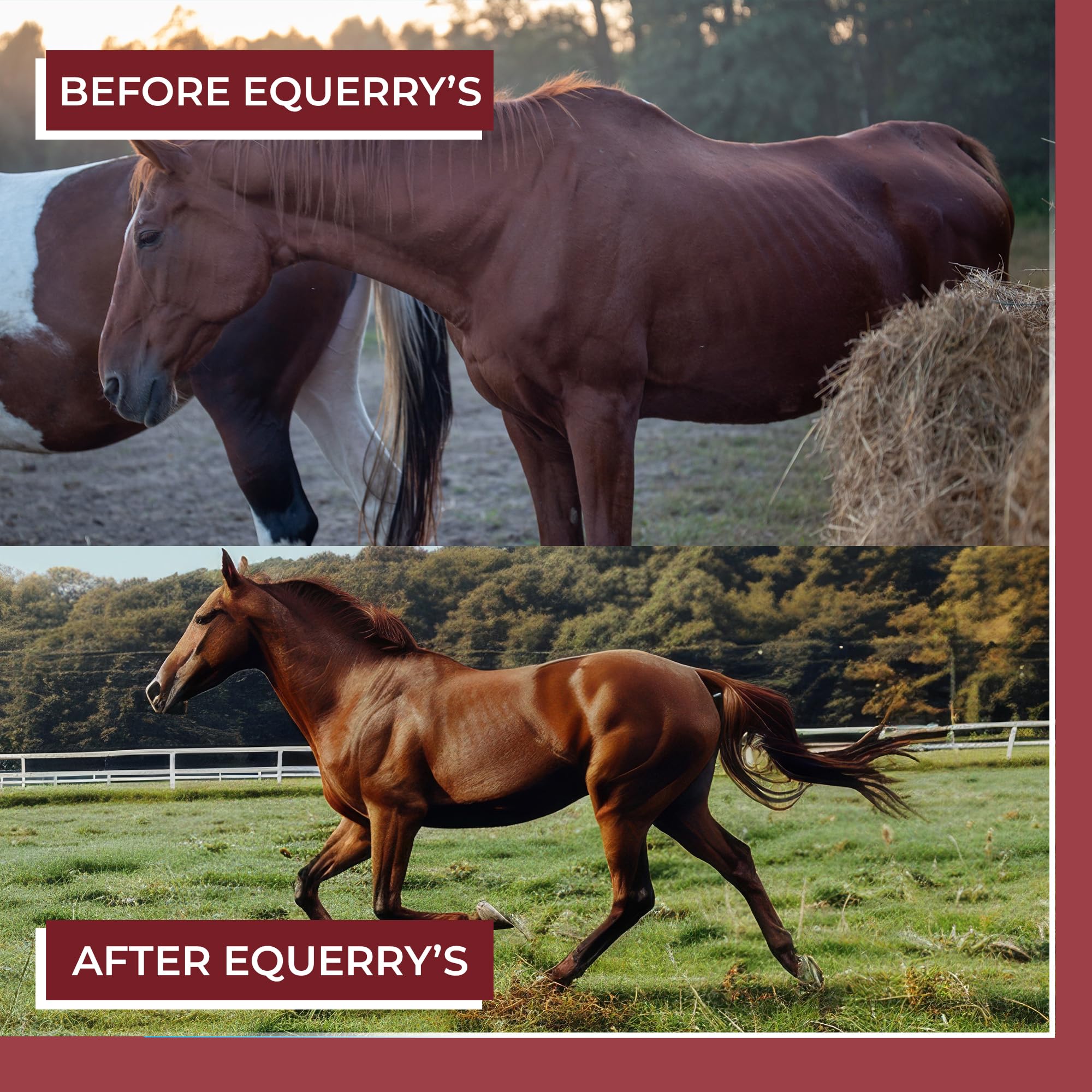 EQUERRY'S Better Horse Belly – Gut Support Supplement with Probiotics, Prebiotics & Digestive Enzymes | for Colic and Digestive Upset, 1.1LB