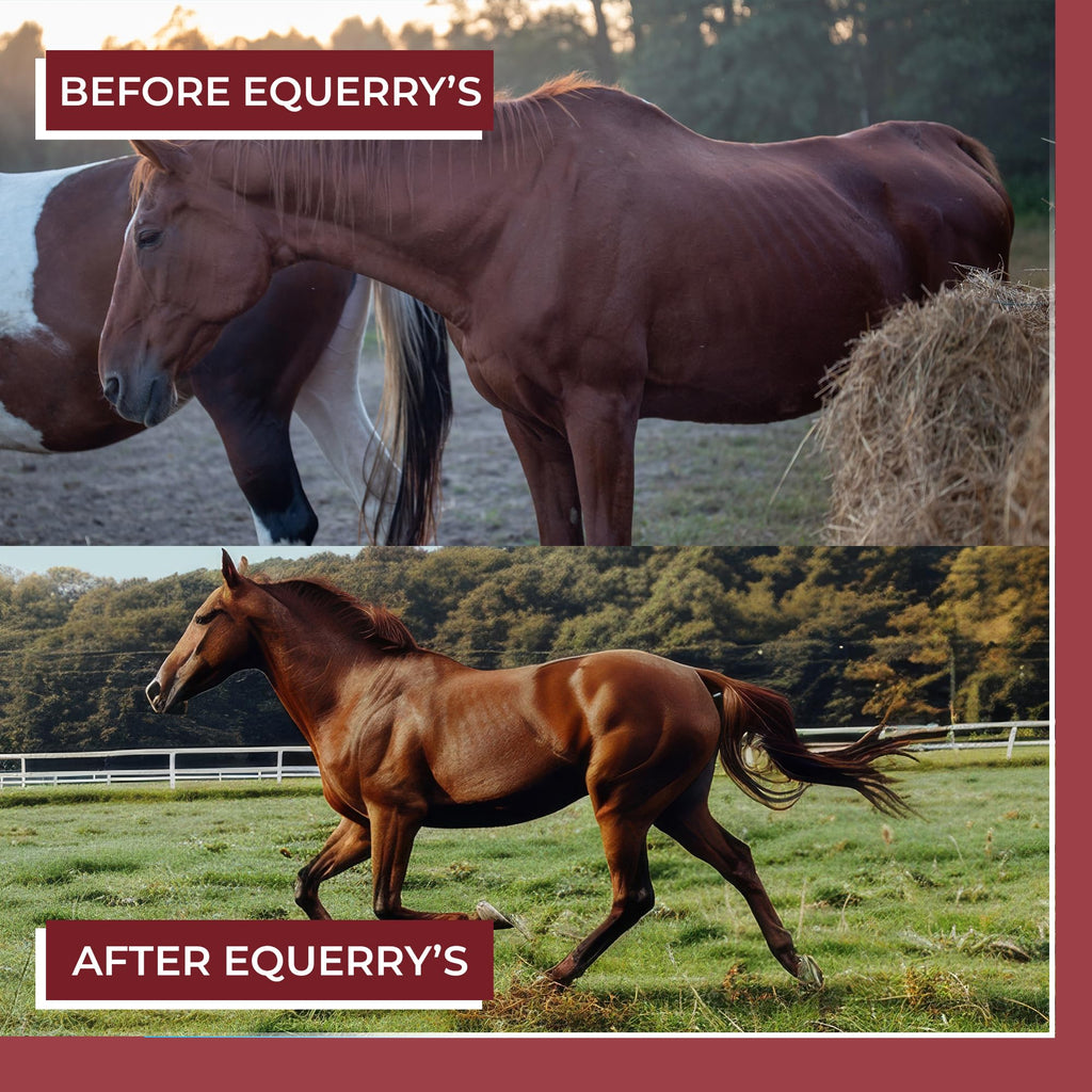 Equerry's Choice Horse Pellets - Complete Nutritional Supplement | Digestive Enzymes | Chelated Vitamins and Minerals | Horse Supplements | 5 lb