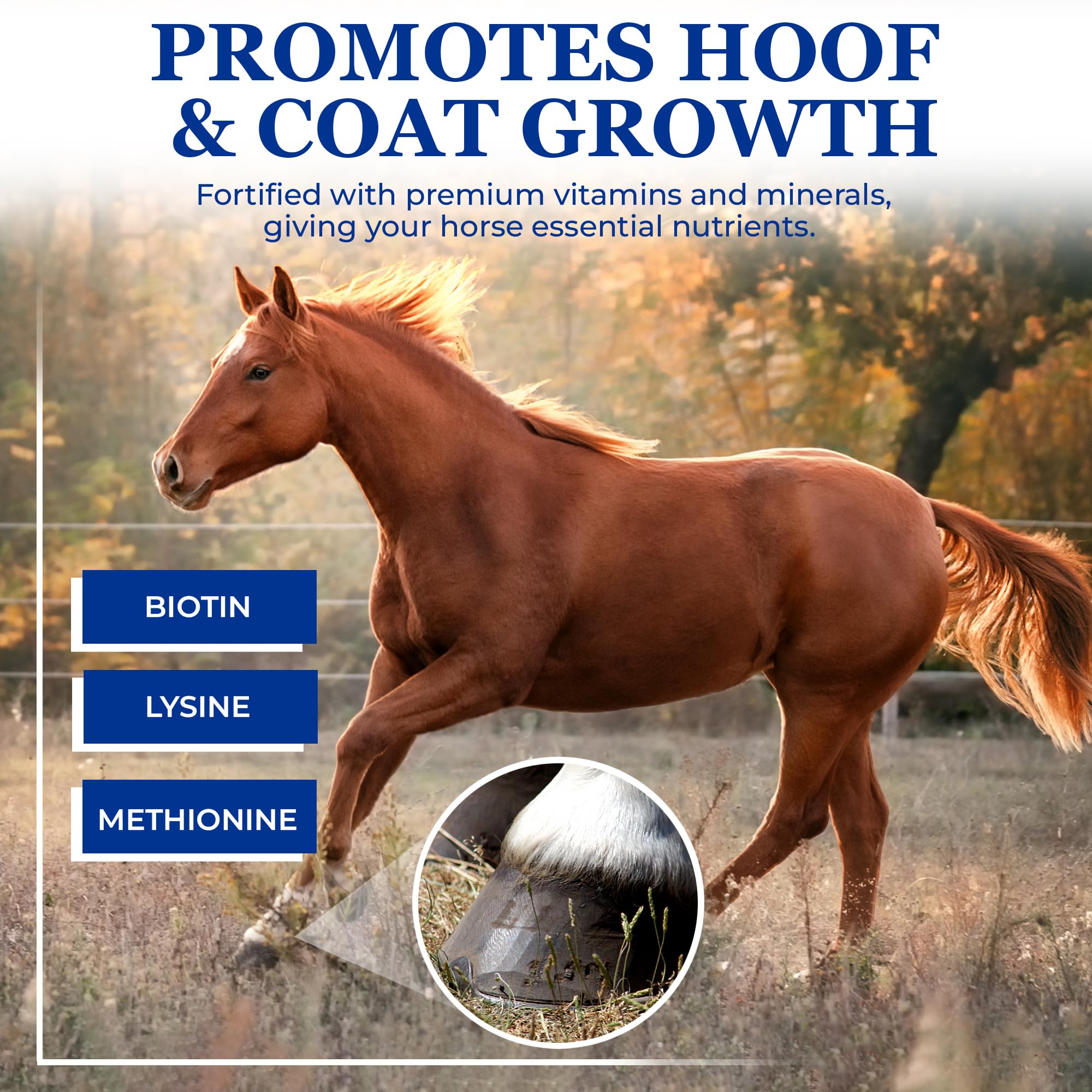 Equerry's Glucosamine Pellets - Joint Support for Horses with Probiotics, Digestive Enzymes, Vitamins, and Minerals - Made in USA - 5lb