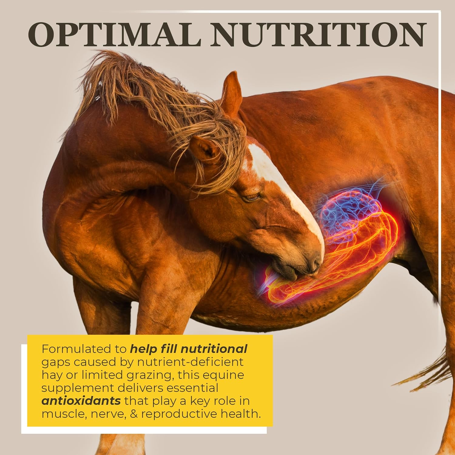Equerry's Selenium and Vitamin E Supplement for Horses | Muscle Health & Antioxidant Support Horse Supplement | Meal Form | 5Ib Bag