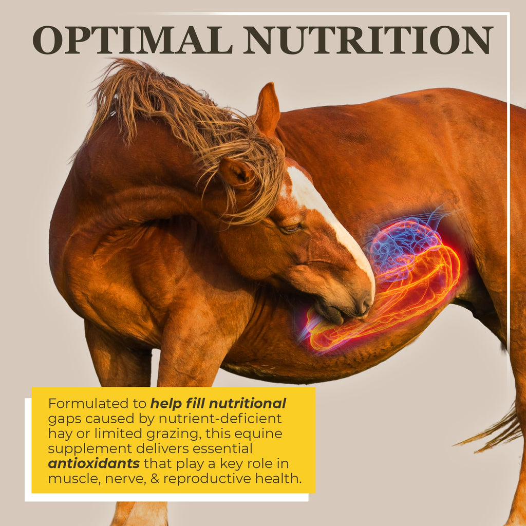 Equerry's Selenium and Vitamin E Supplement for Horses | Muscle Health & Antioxidant Support Horse Supplement | Meal Form | 20Ib Bag