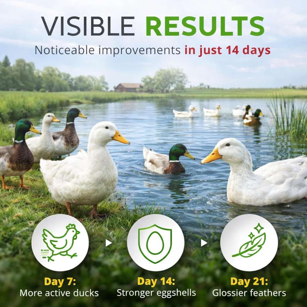 Buff Clucks Herb Supplement for Ducks - Natural Waterfowl Treat, Botanical Duck Feed Additive, Plant-Based Flock Support for Egg Production, Feather Health & Daily Wellness, Handcrafted in USA (12 oz)