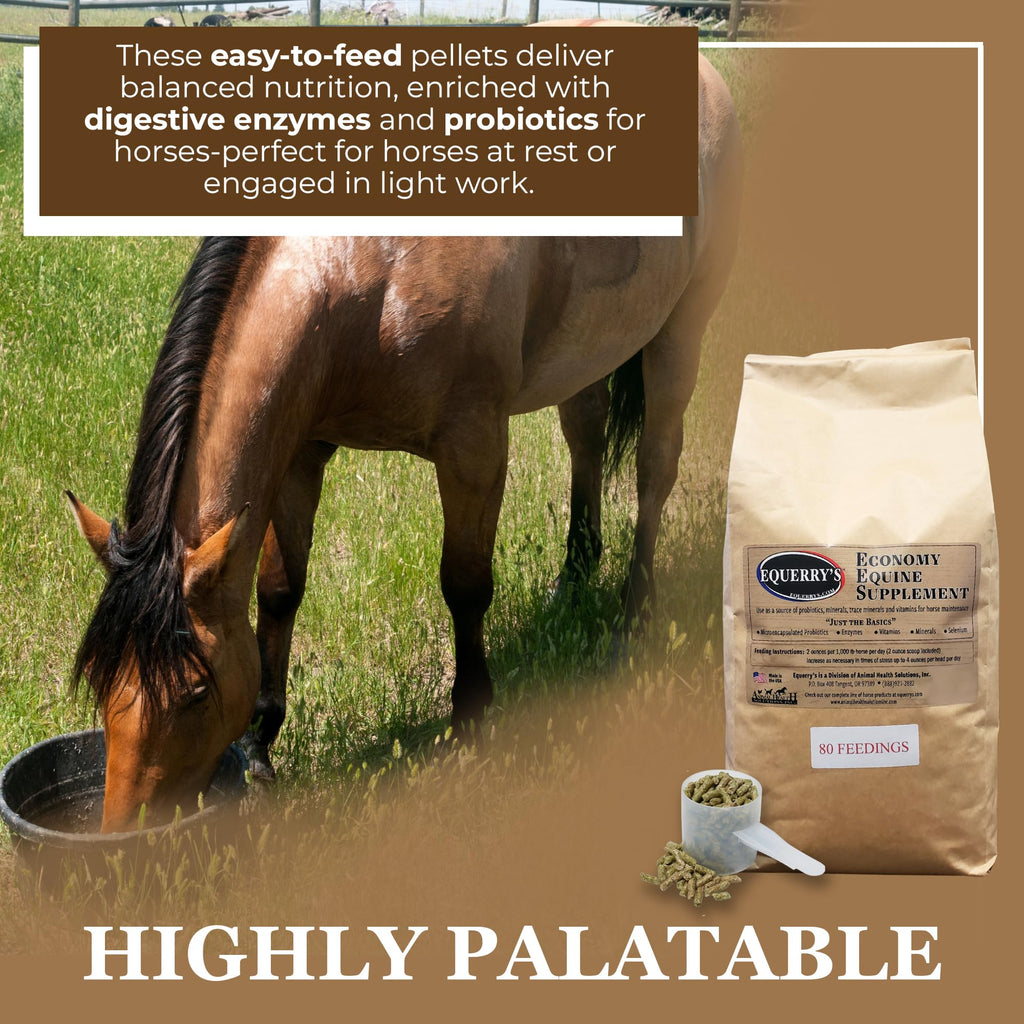 Equerry's Economy Equine Supplement - Horse Probiotics | Supplement for Horses | Horse Vitamins and Minerals Supplement with Enzymes and Selenium, 10lb