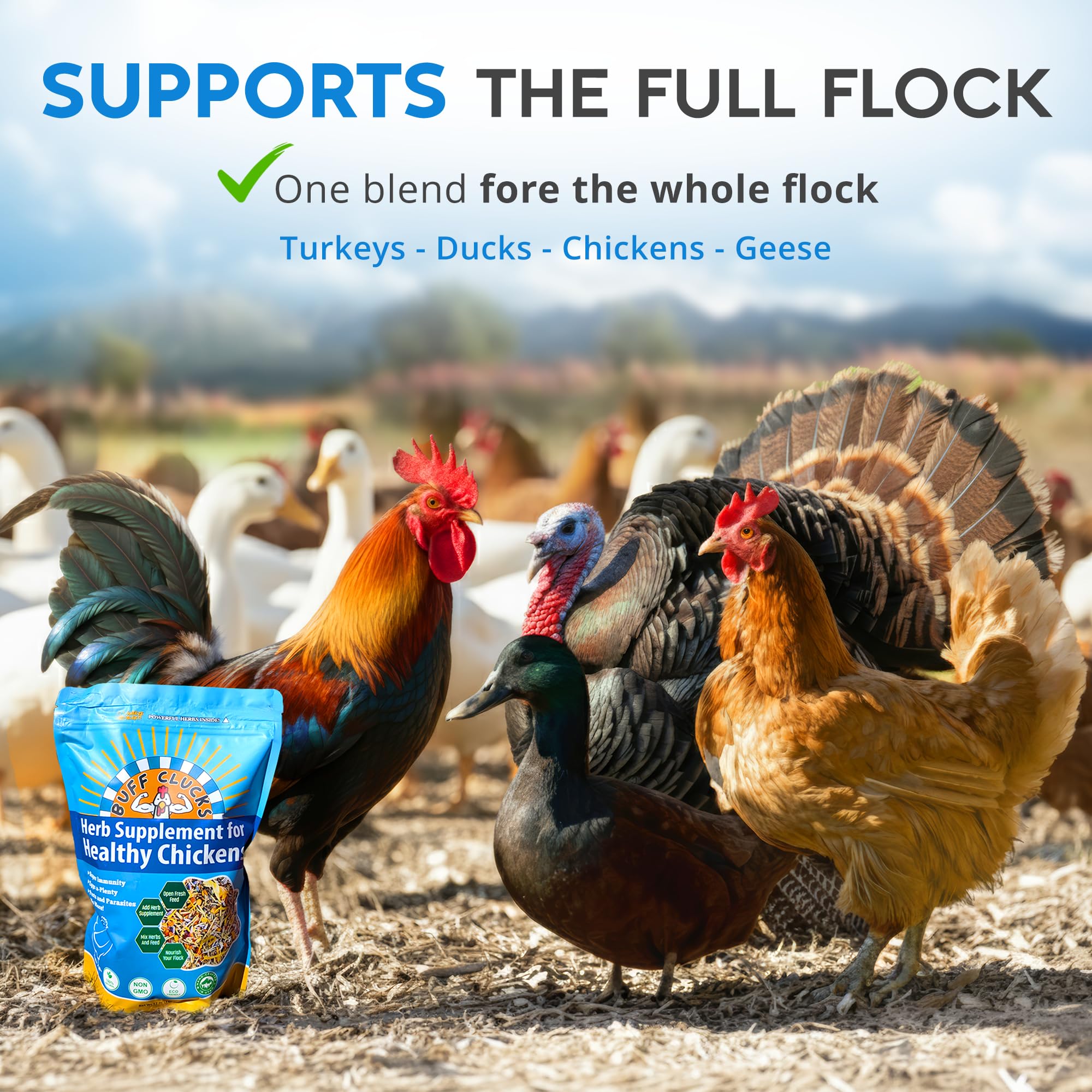 Buff Clucks Chick Formula Herbal Supplement for Baby Chicks – All-Natural Botanical Blend for Daily Wellness, Feather Quality – Plant-Based Herbs for Coop Snacks - Calendula, Oregano, Lemon Balm, USA