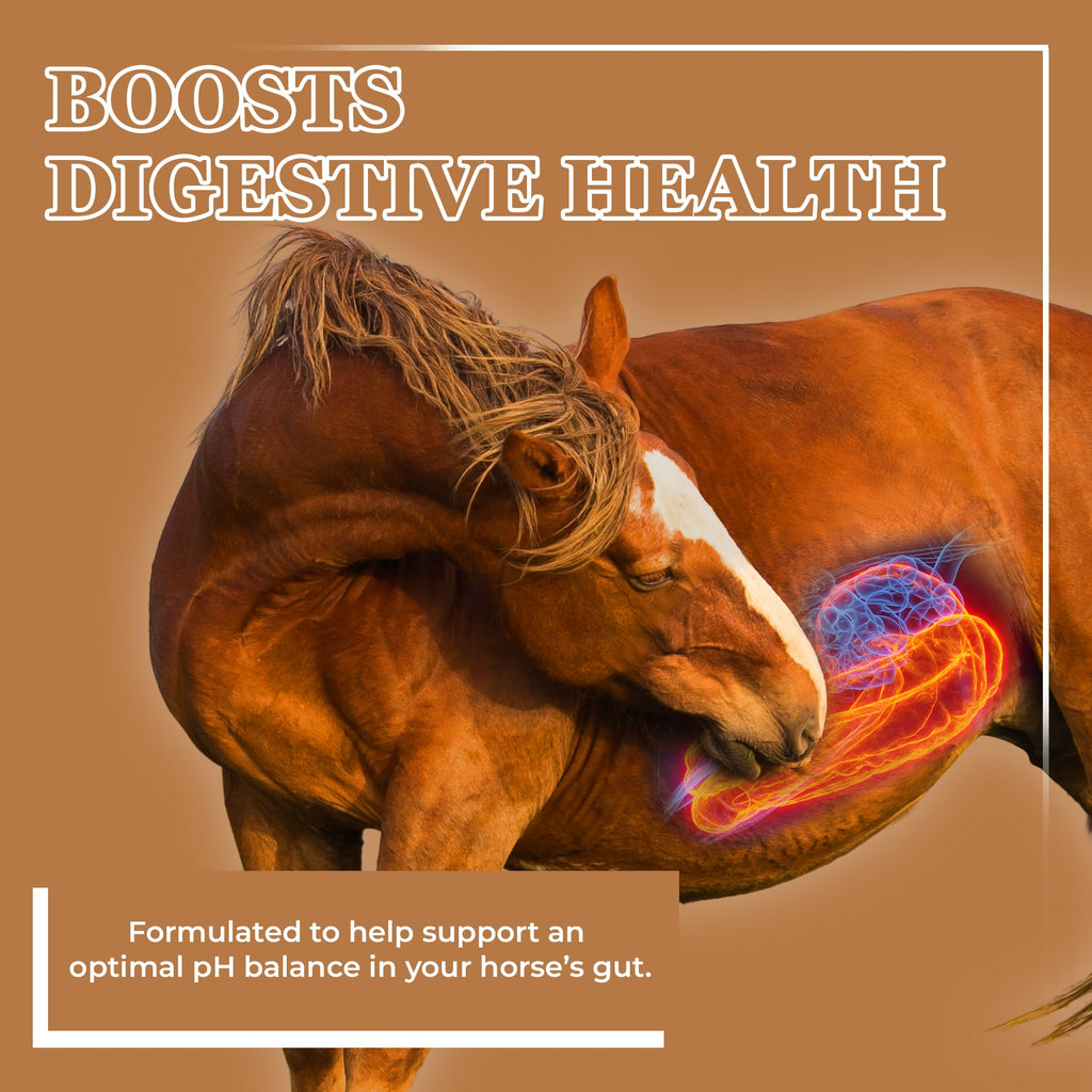 Equerry's Sand Master Horse Supplement - Supports Sand Removal & Overall Digestive Health for Horses | Fecal Clearance for Horses | Psyllium | Appetite Stimulation - 3.6lb