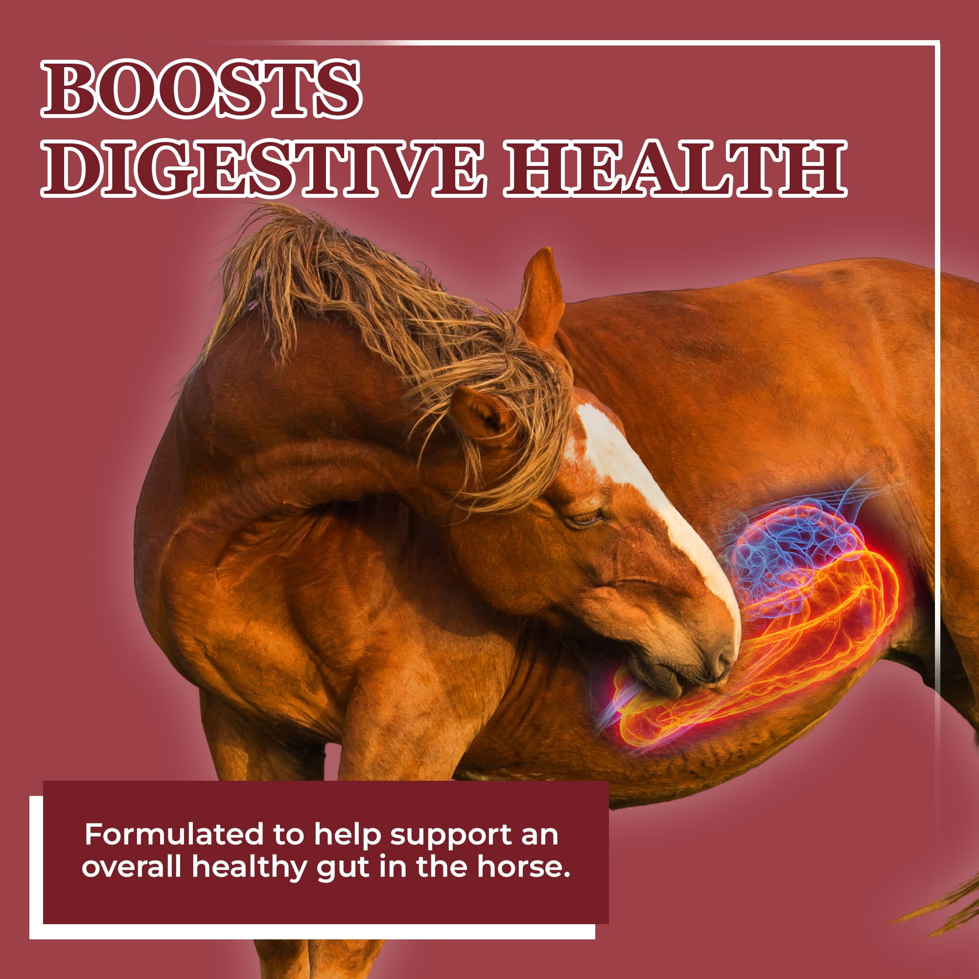 EQUERRY'S Better Horse Belly – Gut Support Supplement with Probiotics, Prebiotics & Digestive Enzymes | for Colic and Digestive Upset, 1.1LB