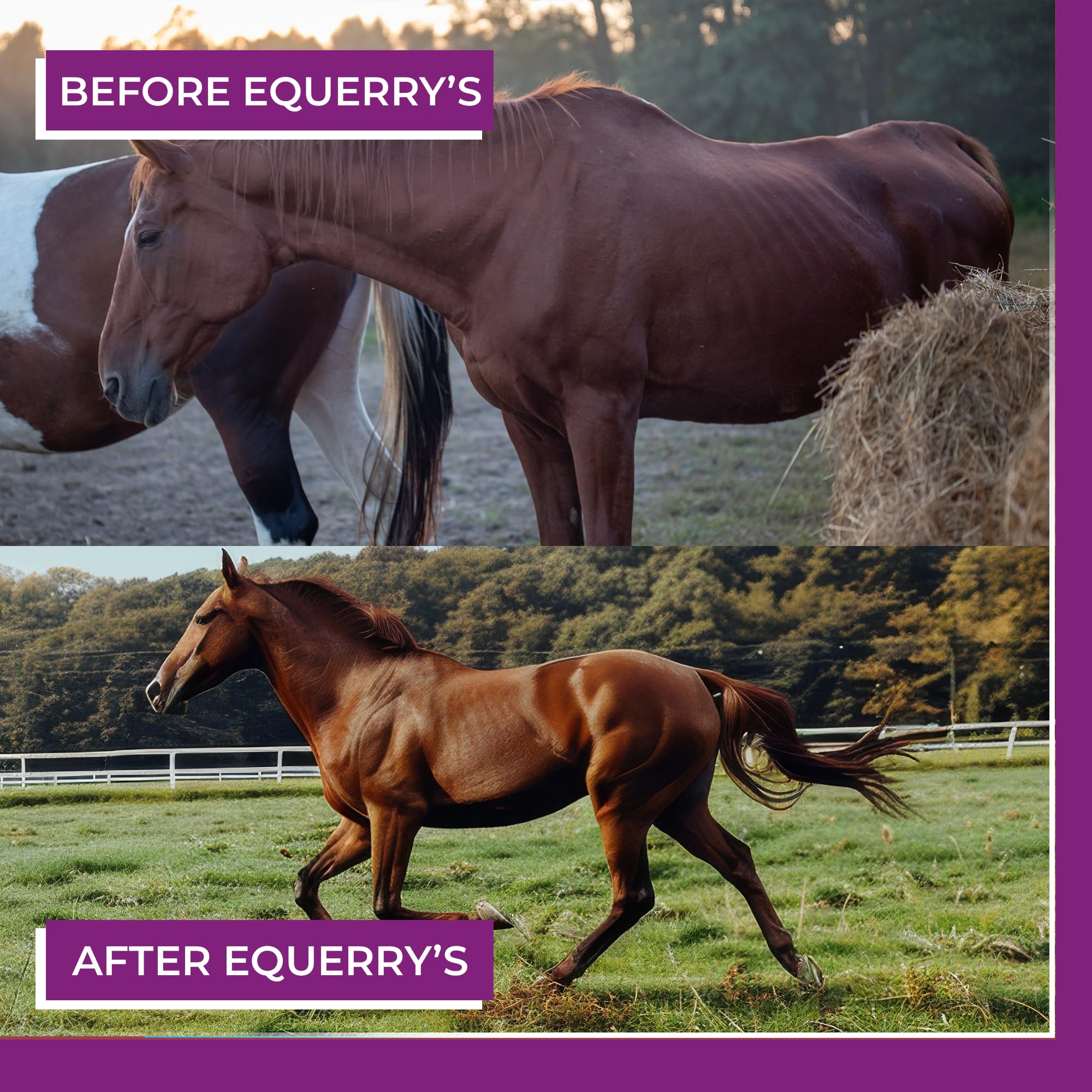 Equerry's Professional Hoof-GRO Equine Hoof Supplement for Horses, with Biotin, Digestive Enzymes, Probiotics, Supports Strong Healthy Hooves (5 lb)