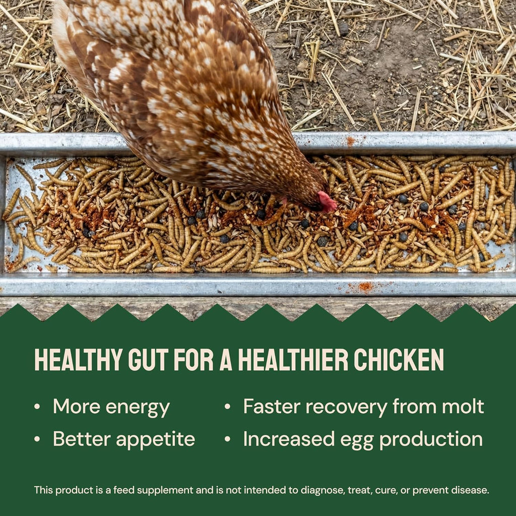 Hatortempt Chili Mix for Chickens - Intestinal Support Herbs for Chickens with Garlic, Oregano and Chili – Egg-Safe Poultry Herbs Mix (1lb)