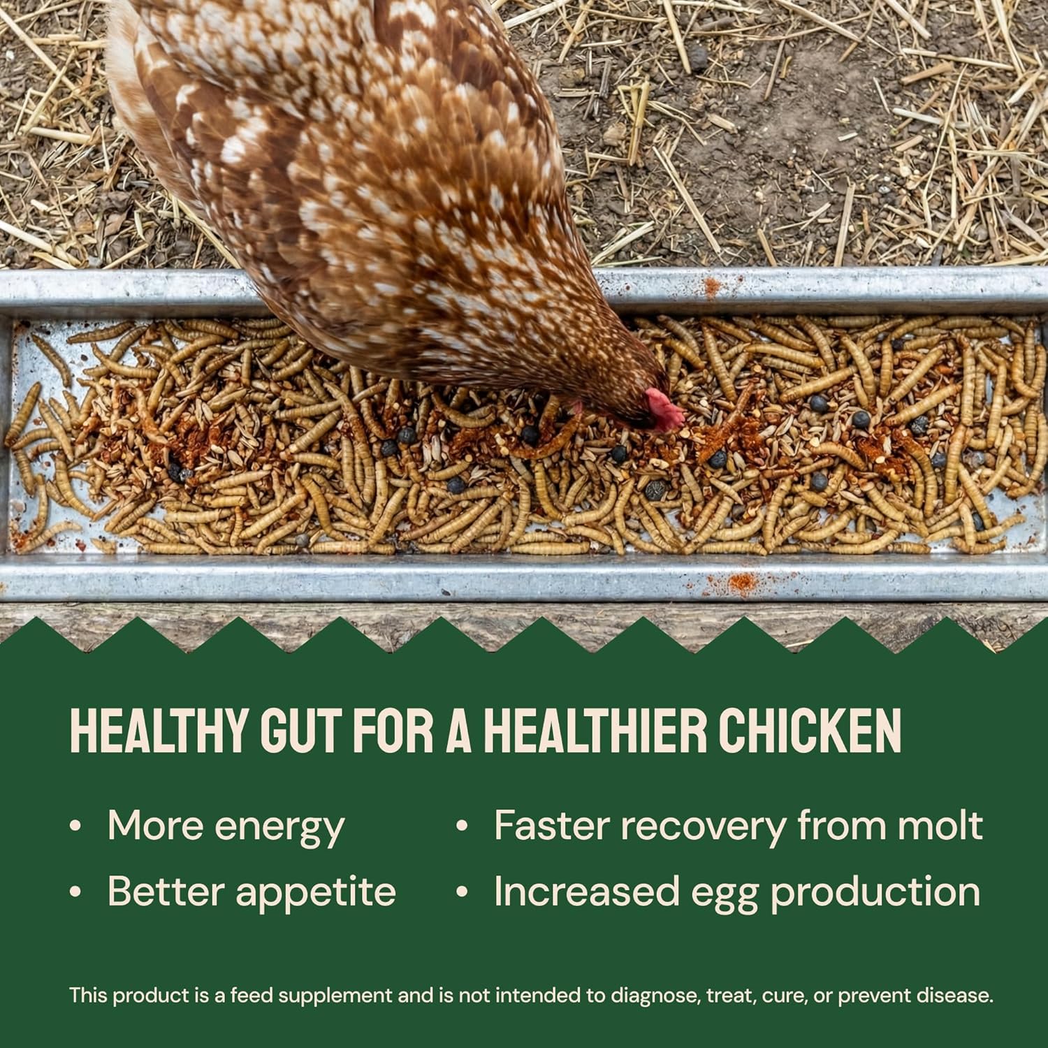 Hatortempt Chili Mix for Chickens - Intestinal Support Herbs for Chickens with Garlic, Oregano and Chili – Egg-Safe Poultry Herbs Mix (1lb)