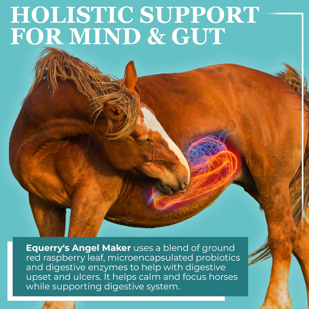 Equerry's Angel Maker, Raspberry Leaf, Microencapsulated Probiotics Supplement for Horse Ulcer Treatment & Digestive Health Calmness & Focus, 1.5lb.