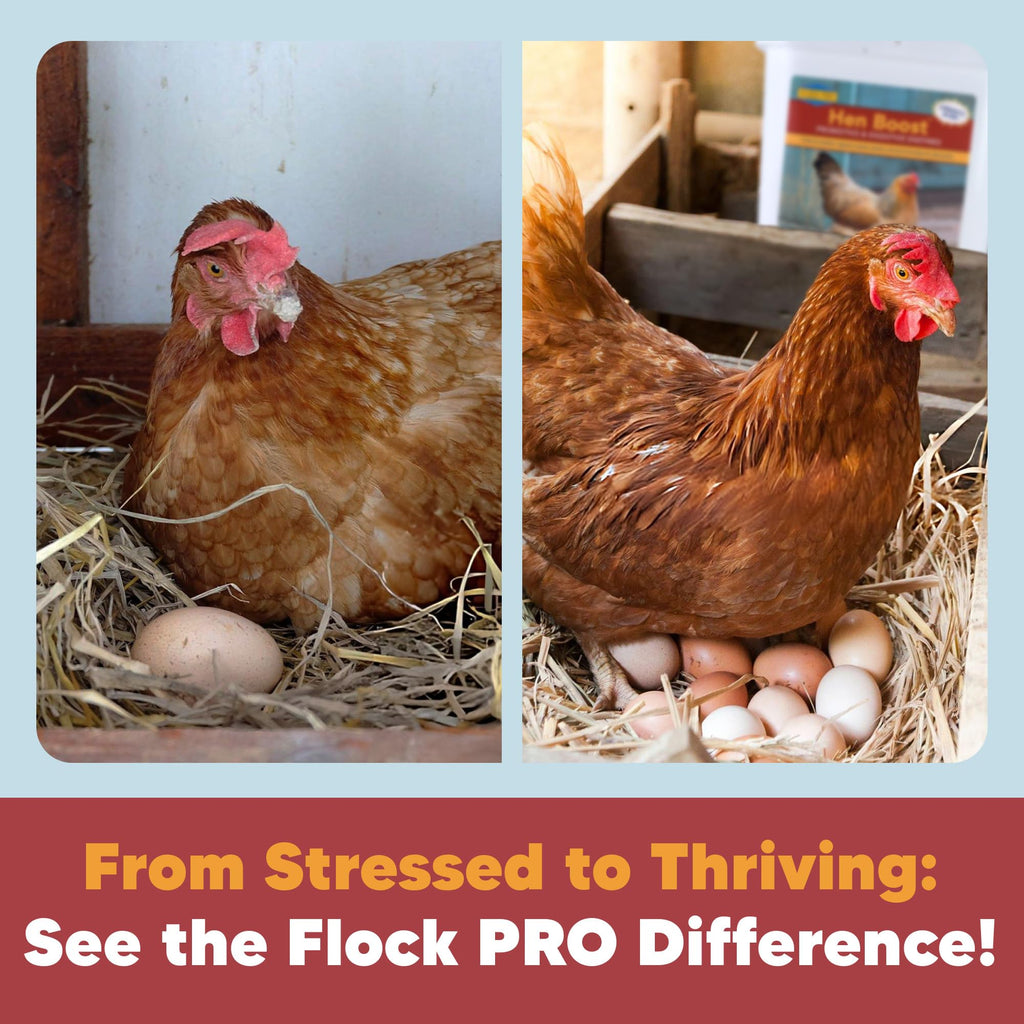 Hen Boost Probiotic - Probiotics, Vitamins, Minerals and Electrolytes for Chickens | Chicken Vitamins and Supplements for All Poultry - 3oz