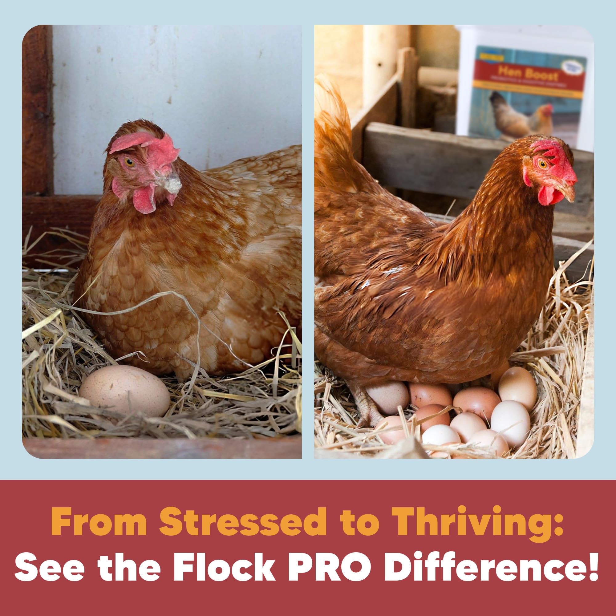 Flock PRO Hen Boost - Digestive Supplement for Hens | Chicken Vitamins and Supplements | Probiotics, Digestive Enzymes, Electrolytes for Adult Poultry-8 OZ