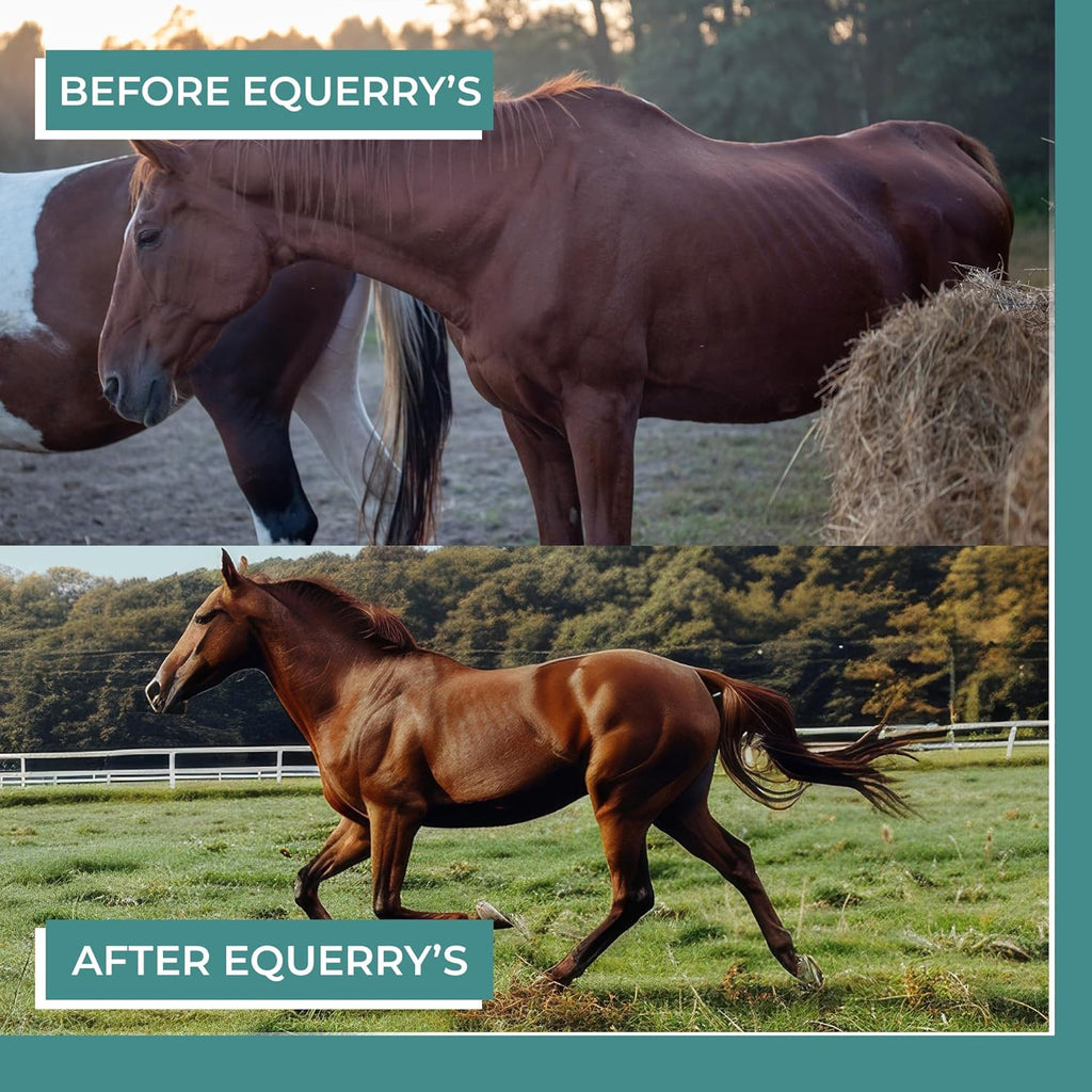 EQUERRY'S Angel Maker, Raspberry Leaf, Microencapsulated Probiotics Supplement for Horse Ulcer Treatment & Digestive Health Calmness & Focus 8 oz
